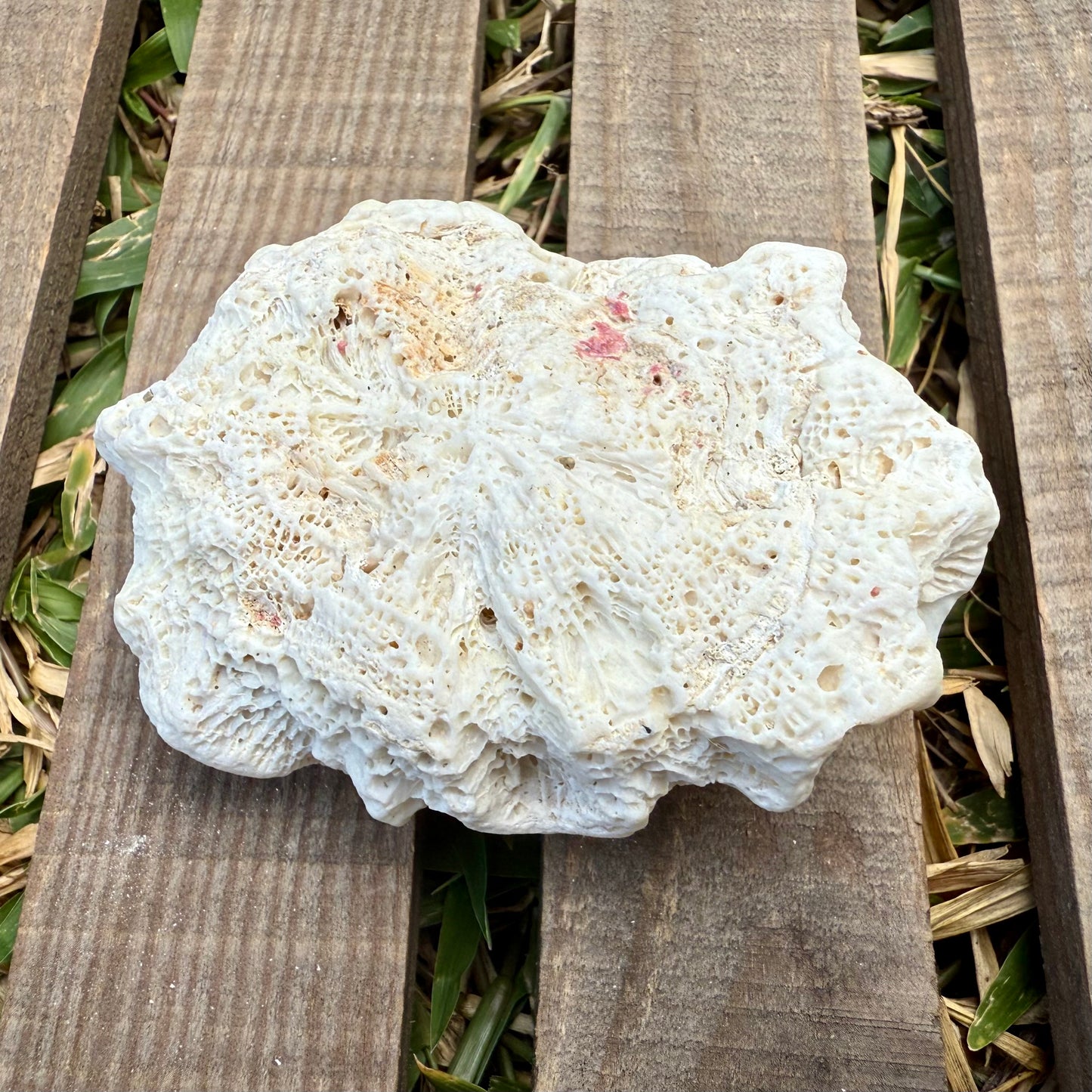 Natural Coral Skeleton – 4.8 oz Star Coral | Sun-Bleached Ocean Specimen & Coastal Décor