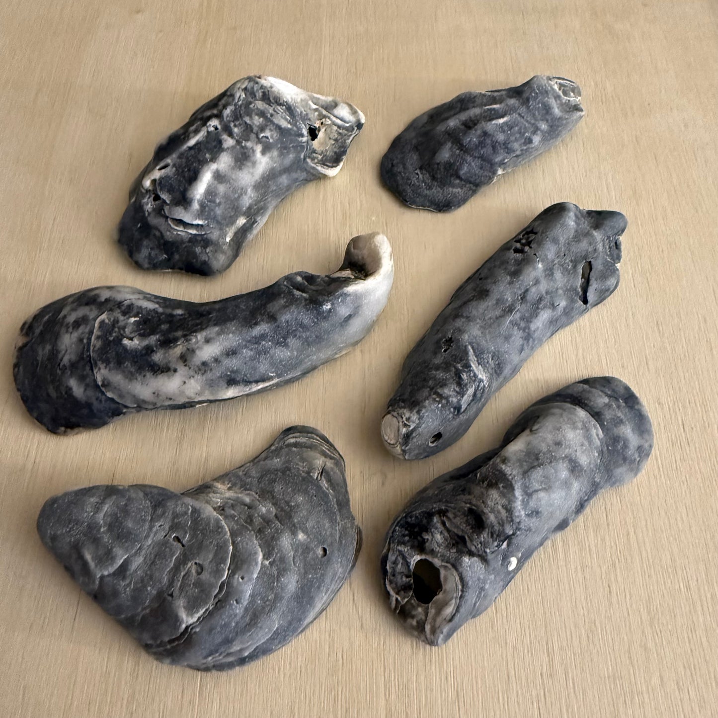 Water-Worn Oyster Shells