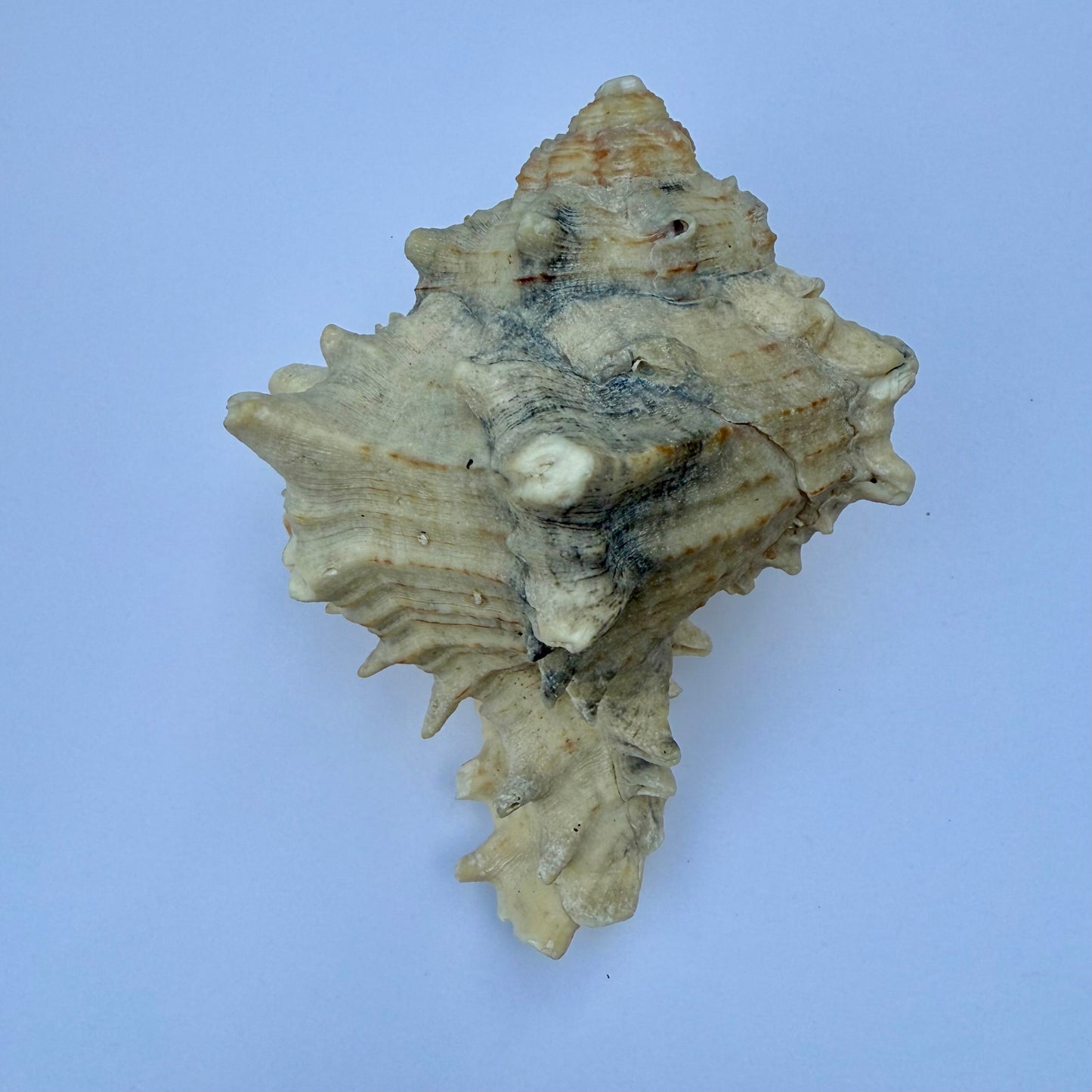 Knobbed Whelk Shell – 6.5 oz Natural Sea Shell | Coastal Décor & Ocean Collector’s Specimen