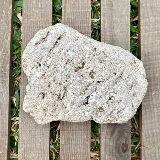 Coquina Limestone Rock – 1.3 lb Fossilized Shell Stone | Natural Coastal Formation