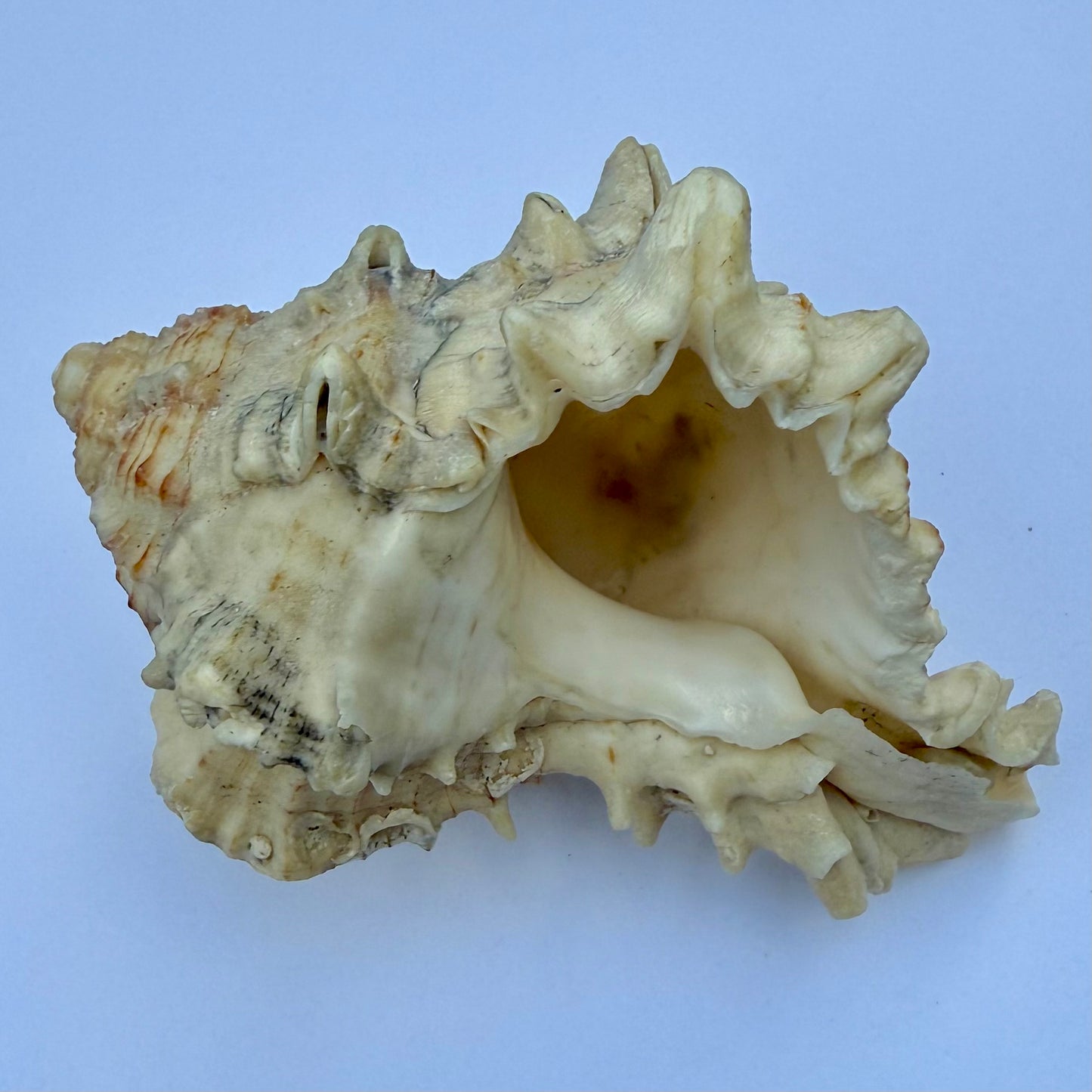 Knobbed Whelk Shell – 6.5 oz Natural Sea Shell | Coastal Décor & Ocean Collector’s Specimen