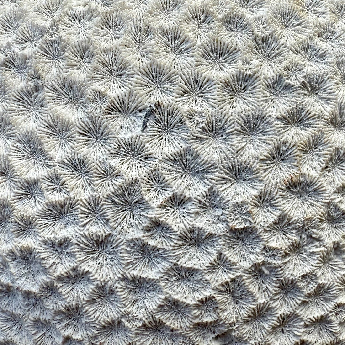 Fossilized Brain Coral – Ancient Ocean Stone (1.75 lb)