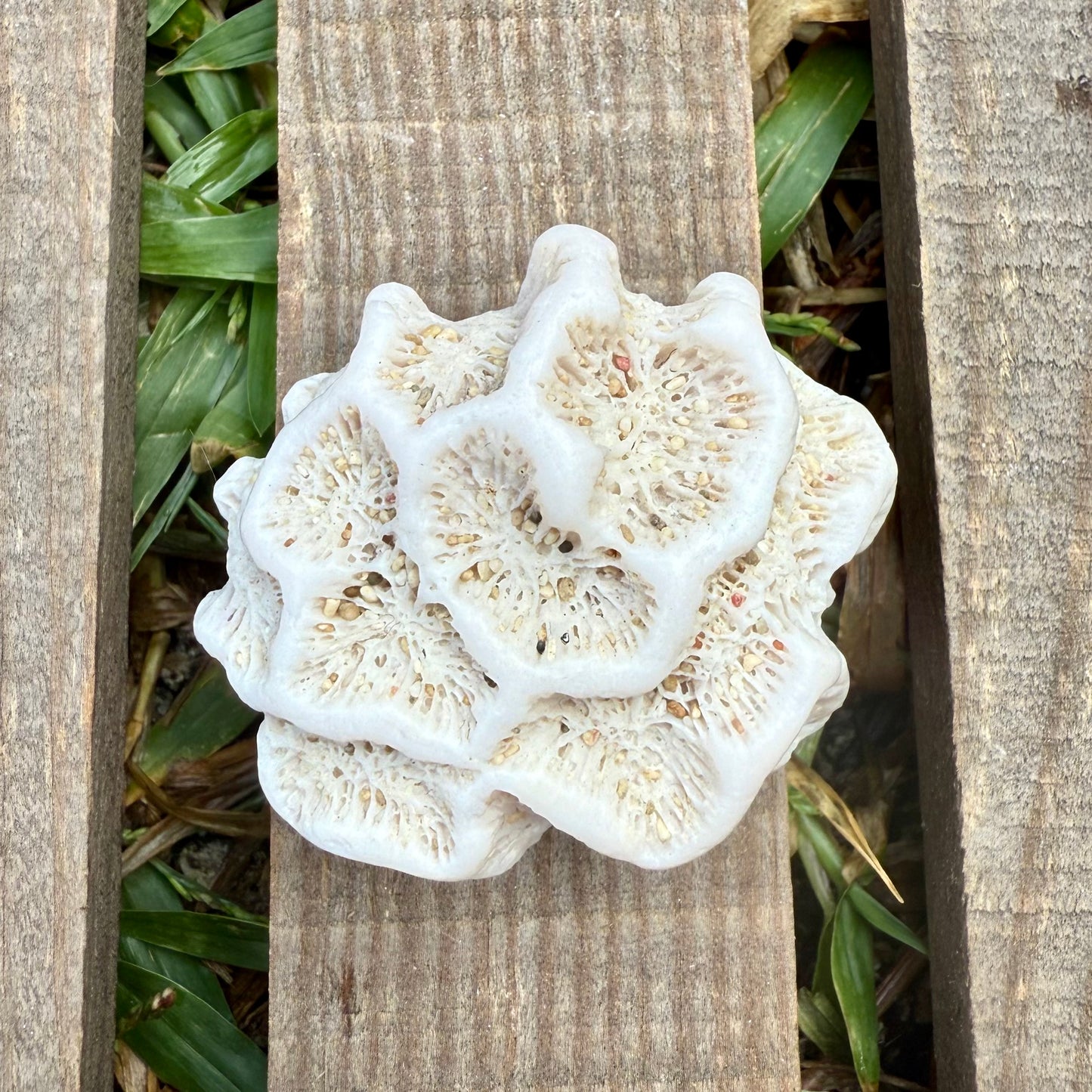 Star Coral Cluster – 1.4 oz Natural Reef Skeleton | Coastal Décor & Ocean Specimen