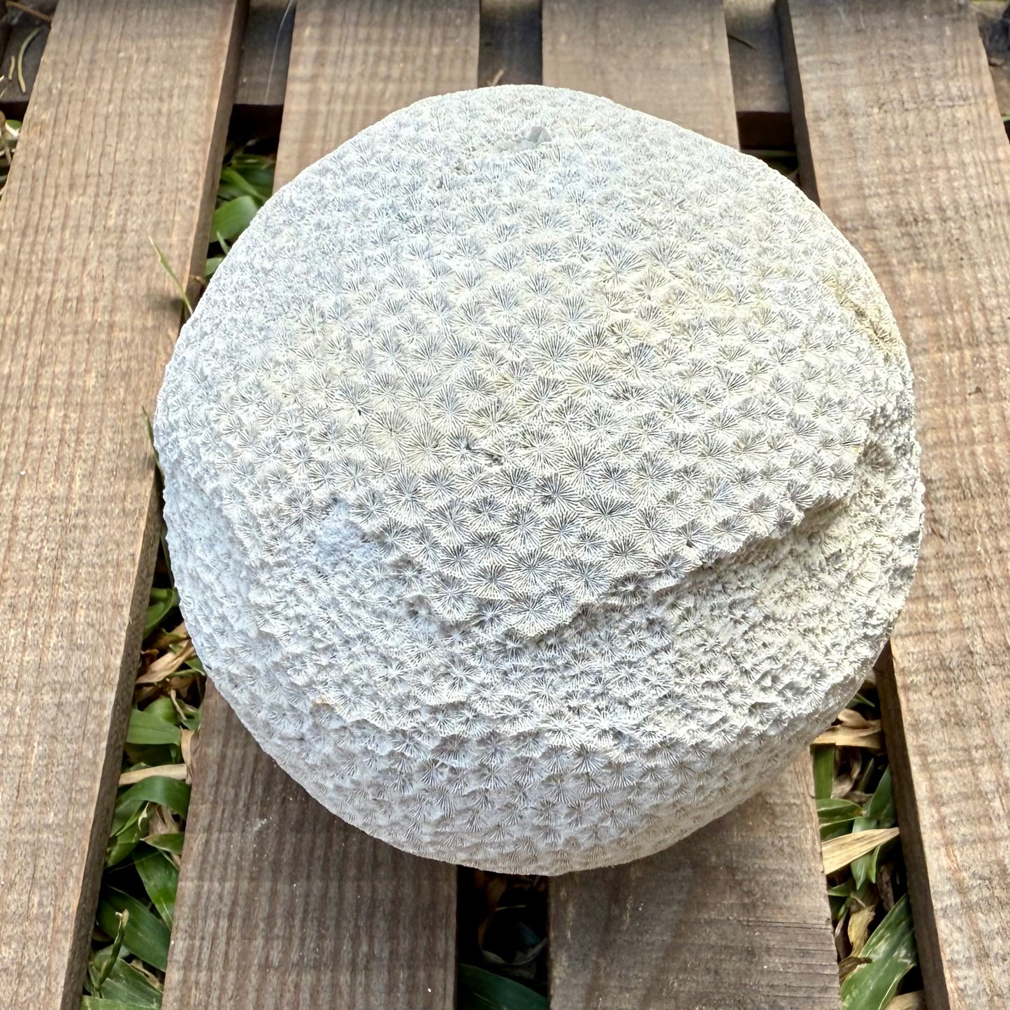Fossilized Brain Coral – Ancient Ocean Stone (1.75 lb)