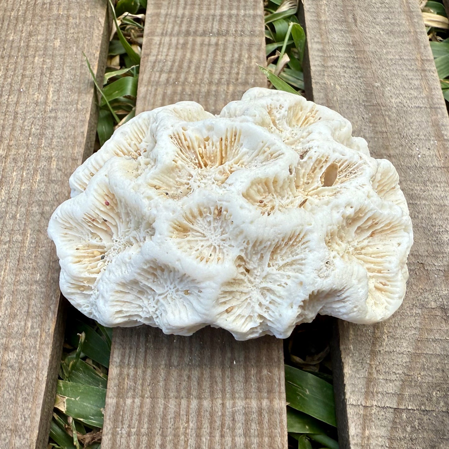 Natural Coral Skeleton – 4.8 oz Star Coral | Sun-Bleached Ocean Specimen & Coastal Décor