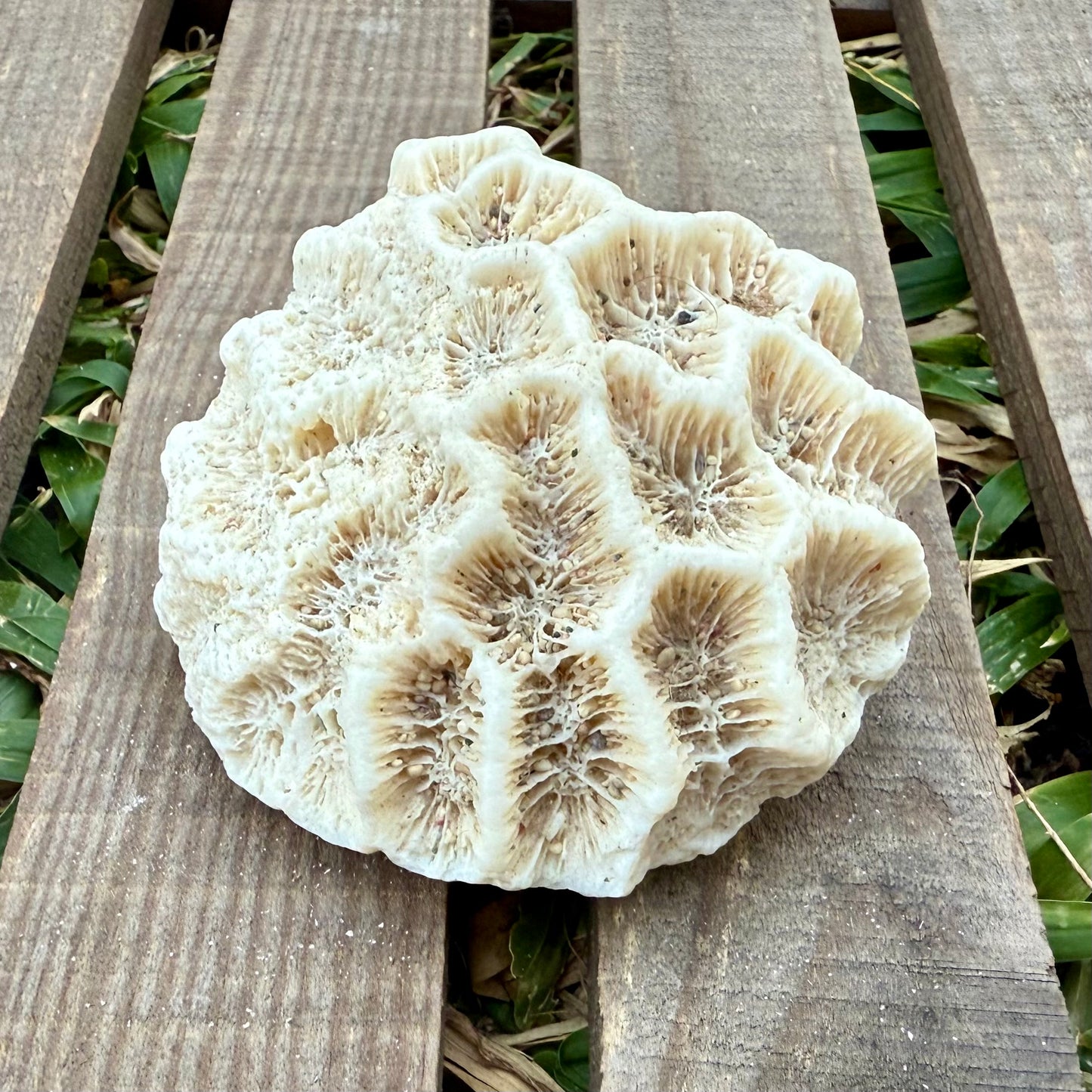 Natural Coral Skeleton – 4.2 oz Star Coral | Sun-Bleached Ocean Specimen & Coastal Décor