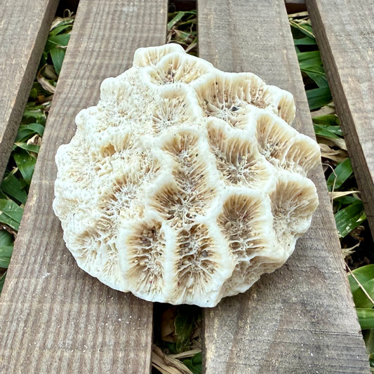 Natural Coral Skeleton – 4.2 oz Star Coral | Sun-Bleached Ocean Specimen & Coastal Décor