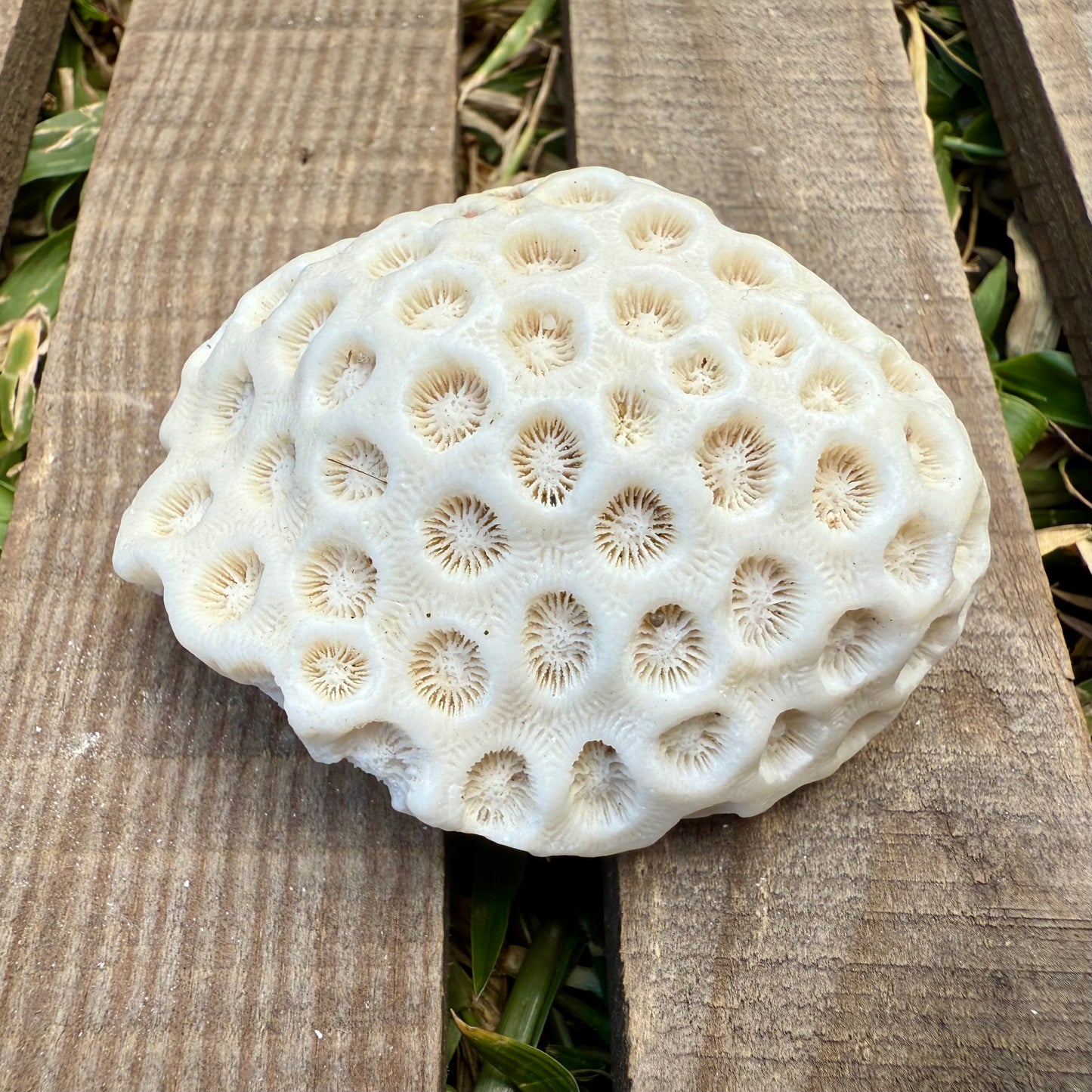 Mini Natural Coral Skeleton – 2.8 oz Star Coral | Sun-Bleached Ocean Specimen