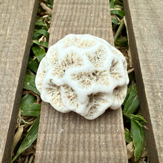 Mini Natural Coral Skeleton – 1.3 oz Star Coral | Sun-Bleached Ocean Specimen