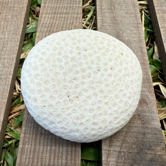 Natural Coral Skeleton – 6.3 oz Sun-Bleached Star Coral | Coastal Décor & Ocean Specimen