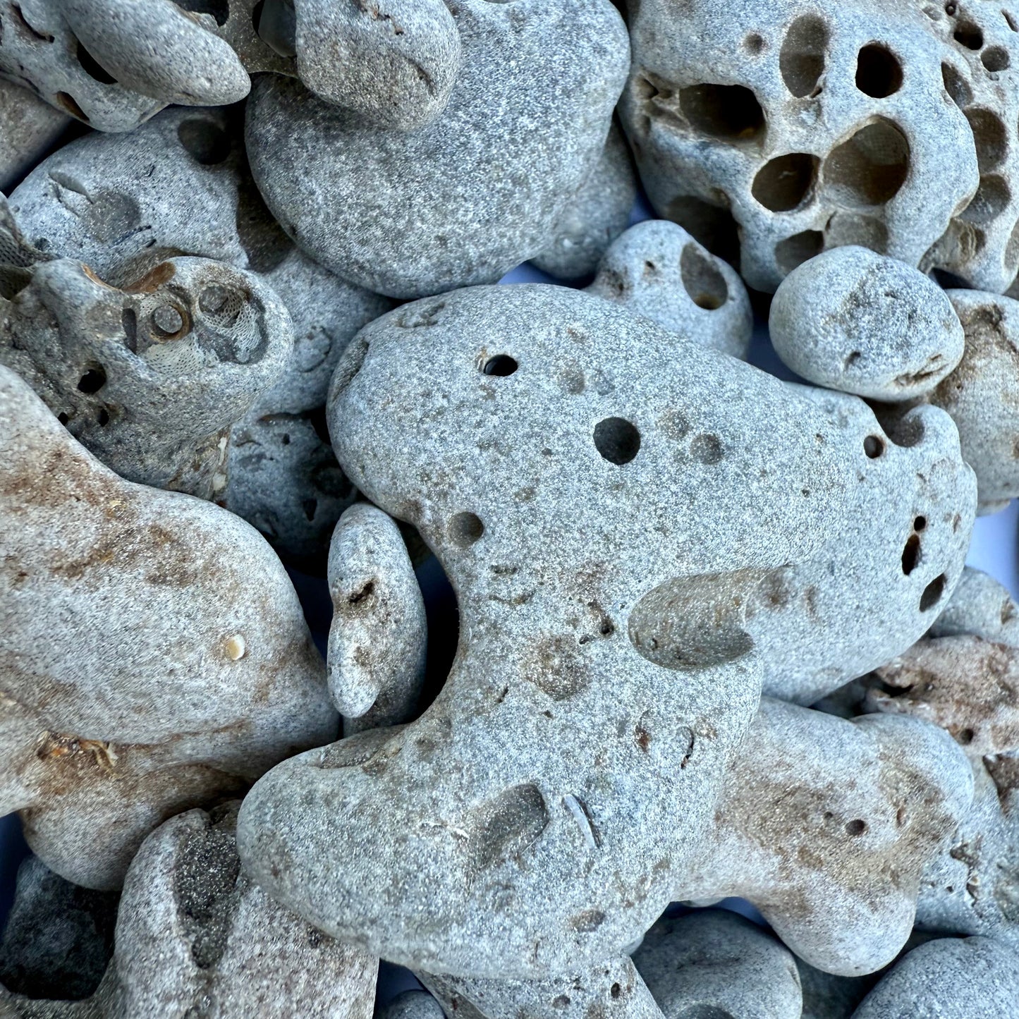 Natural Hag Stones – 1.75 lb Lot of Holey Stones | Beach-Worn Lucky Stones from the Sea