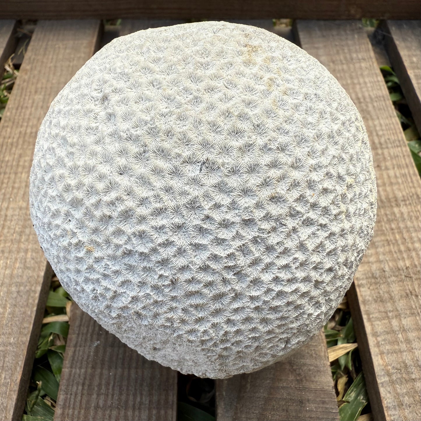 Fossilized Brain Coral – Ancient Ocean Stone (1.75 lb)