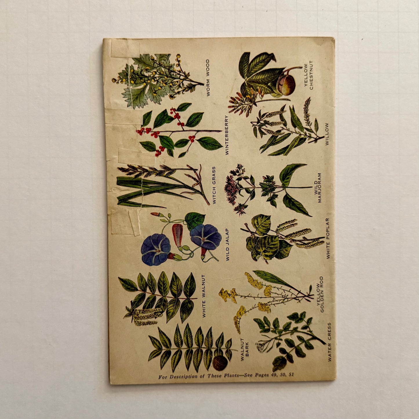 The Herbalist Almanac - 1933 Edition