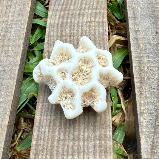Mini Star Coral Skeleton – 1.1 oz Natural Ocean Specimen | Sun-Bleached Reef Coral