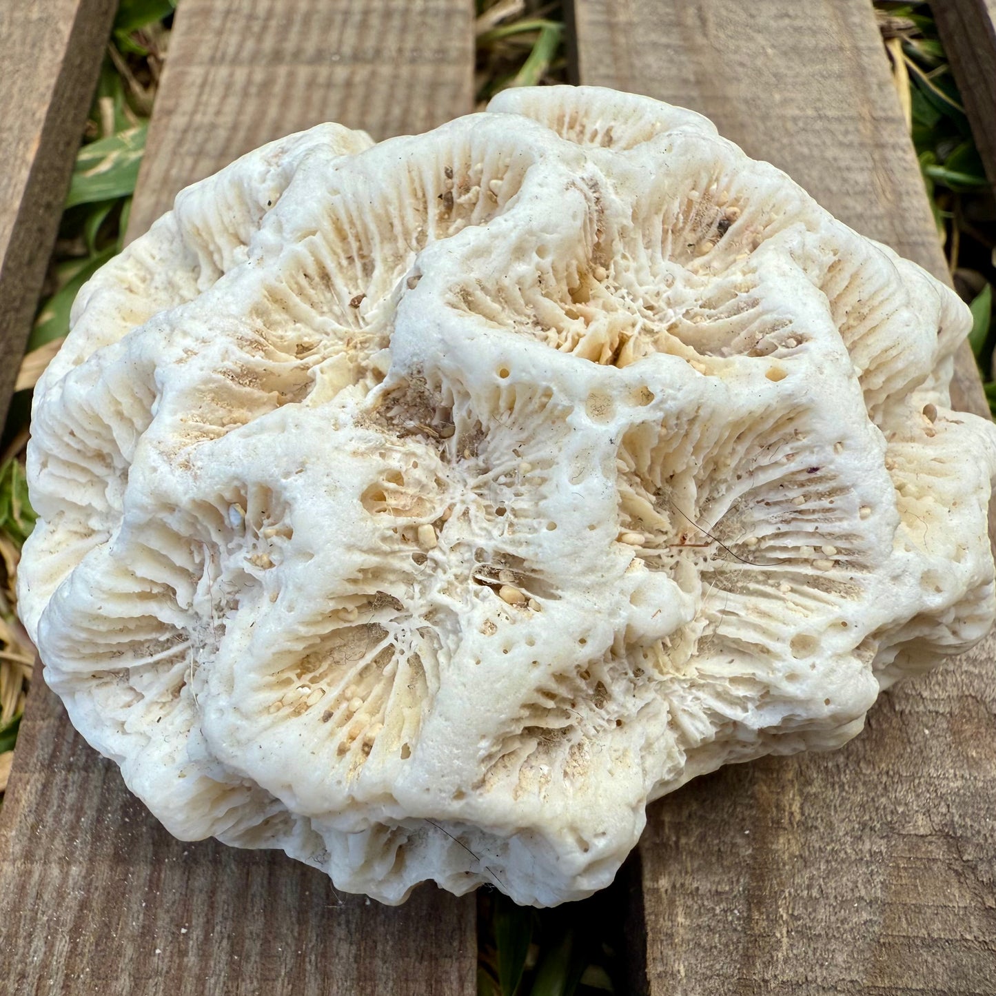 Natural Coral Skeleton – 4.8 oz Star Coral | Sun-Bleached Ocean Specimen & Coastal Décor