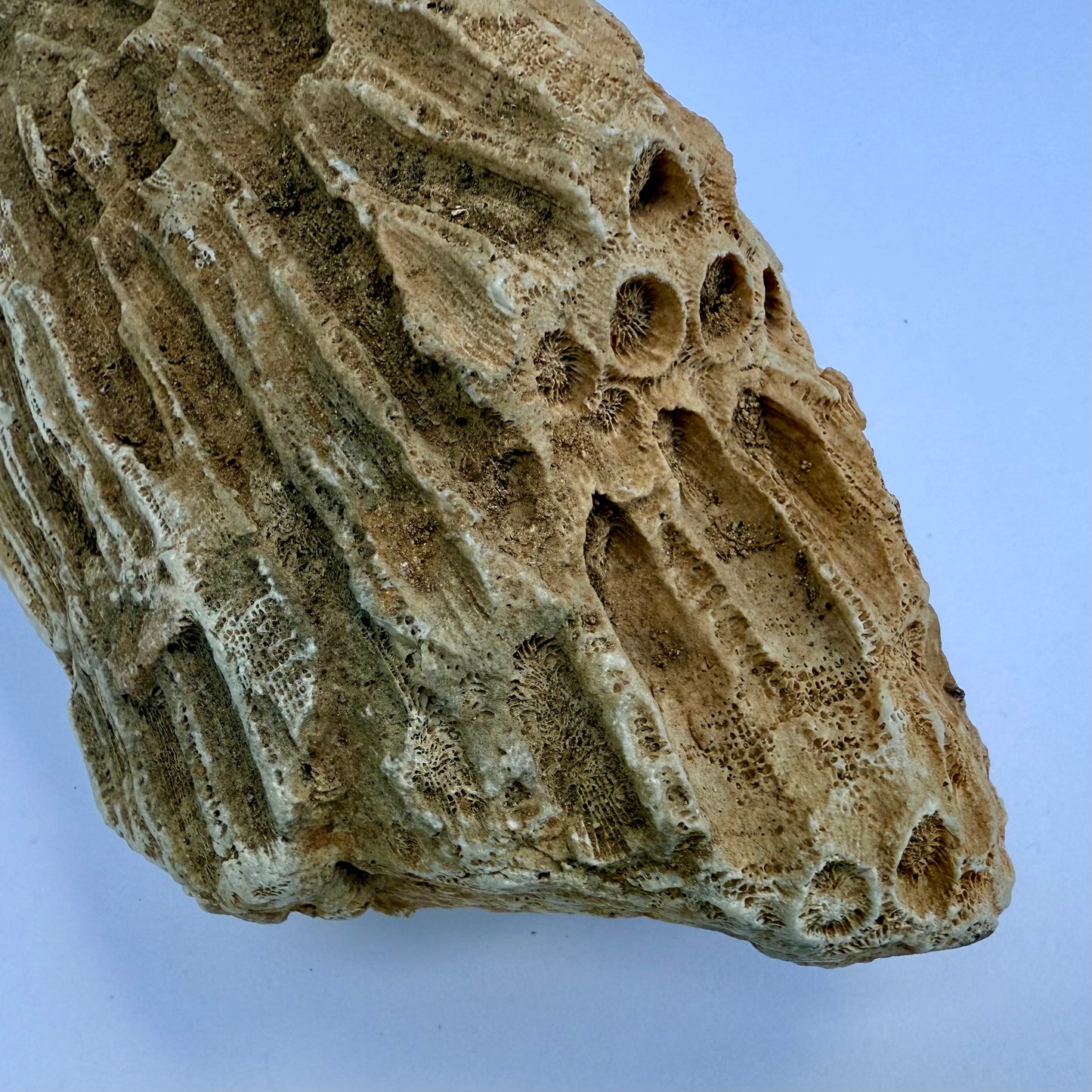 Fossilized Coral Specimen – 1.5 lb - Ancient Sea Stone