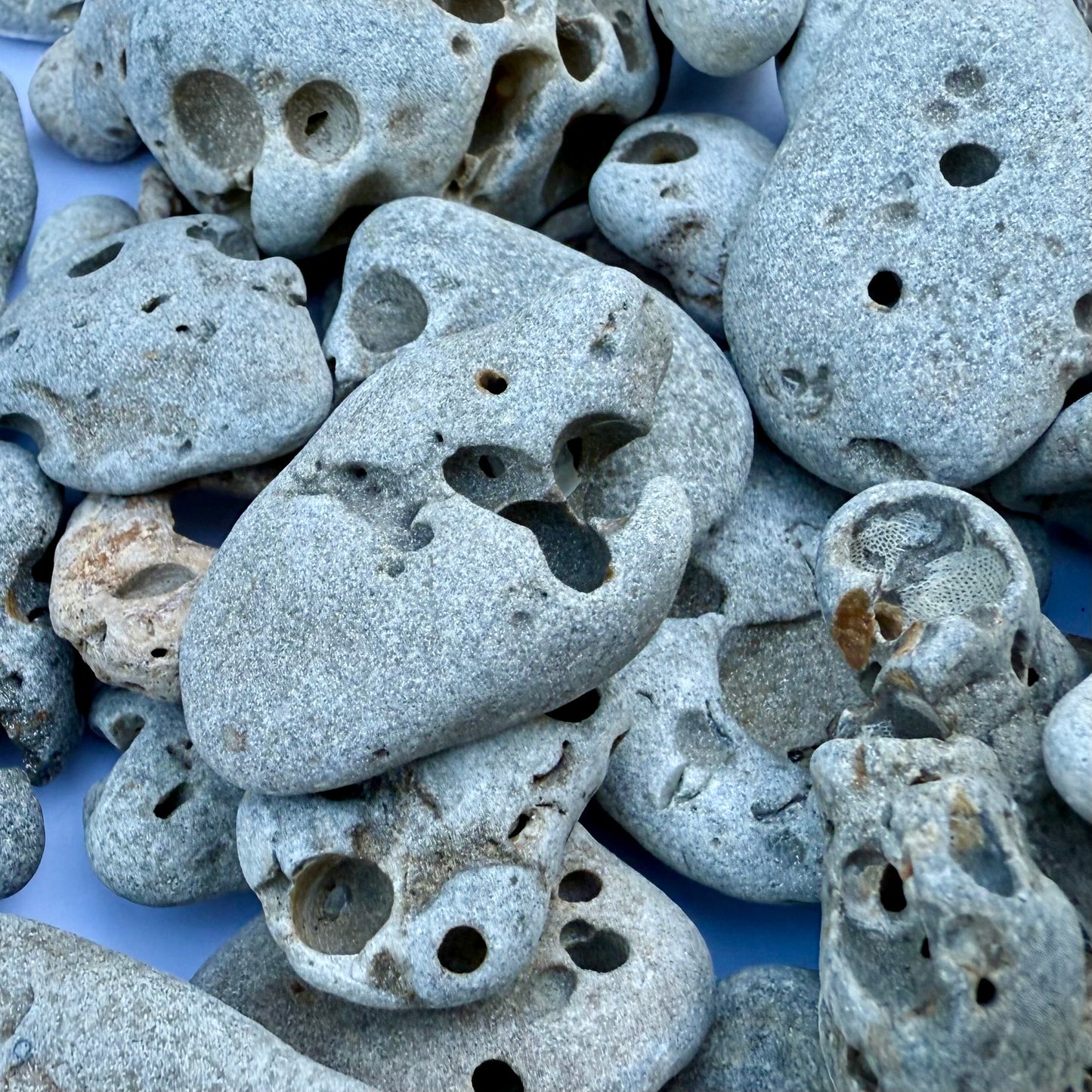 Natural Hag Stones – 1.75 lb Lot of Holey Stones | Beach-Worn Lucky Stones from the Sea