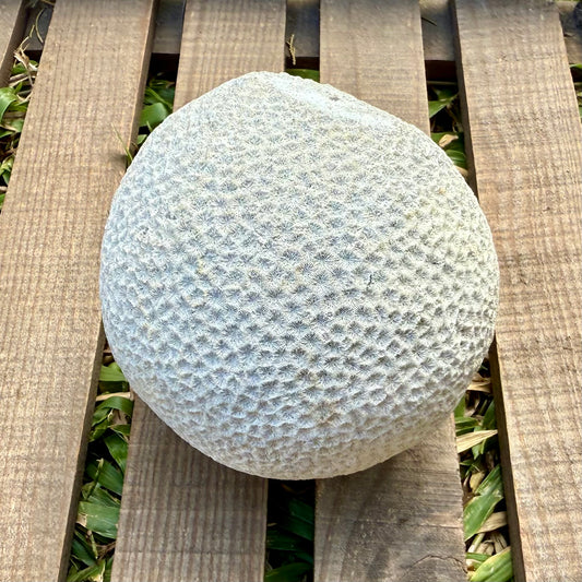 Fossilized Brain Coral – Ancient Ocean Stone (1.75 lb)