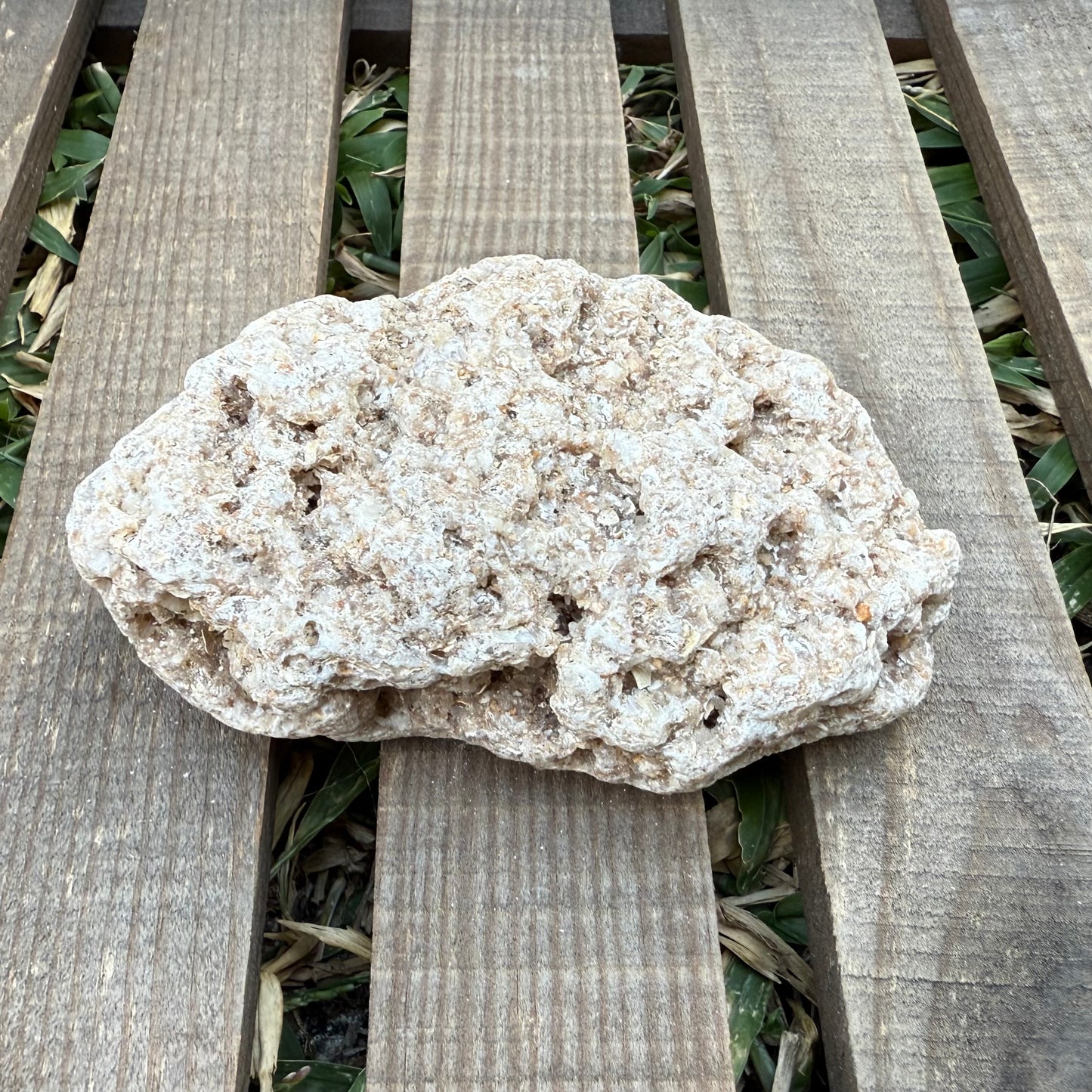 Coral Limestone Reef Rock – 8.6 oz Fossilized Reef Limestone | Natural Coastal Stone Specimen