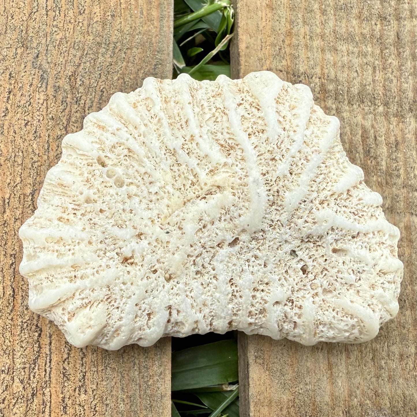 Natural Brain Coral Skeleton – 2.3 oz Fossil-Like Ocean Specimen | Coastal Décor & Collector Piece