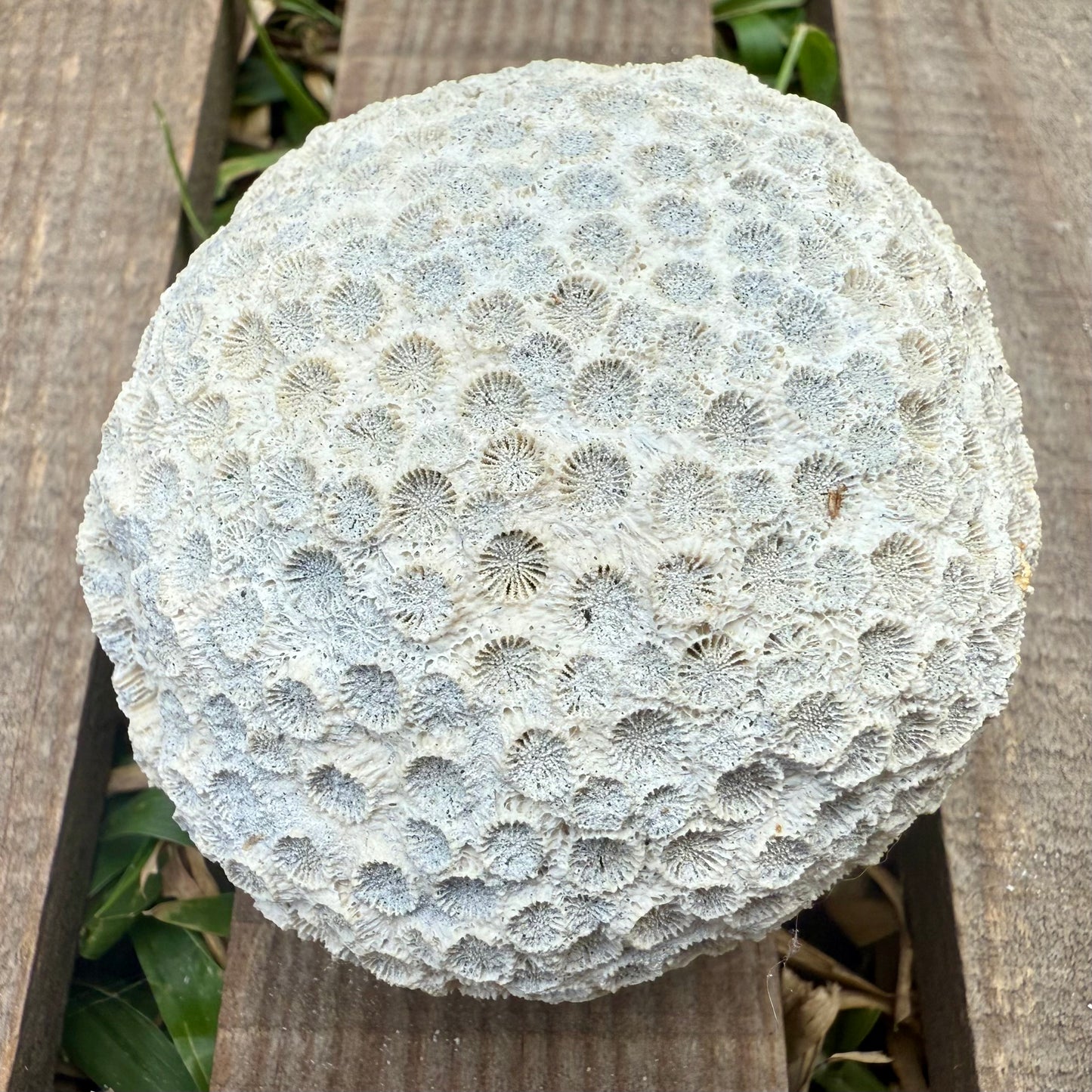 Mini Fossilized Brain Coral – 3 oz Natural Reef Fossil