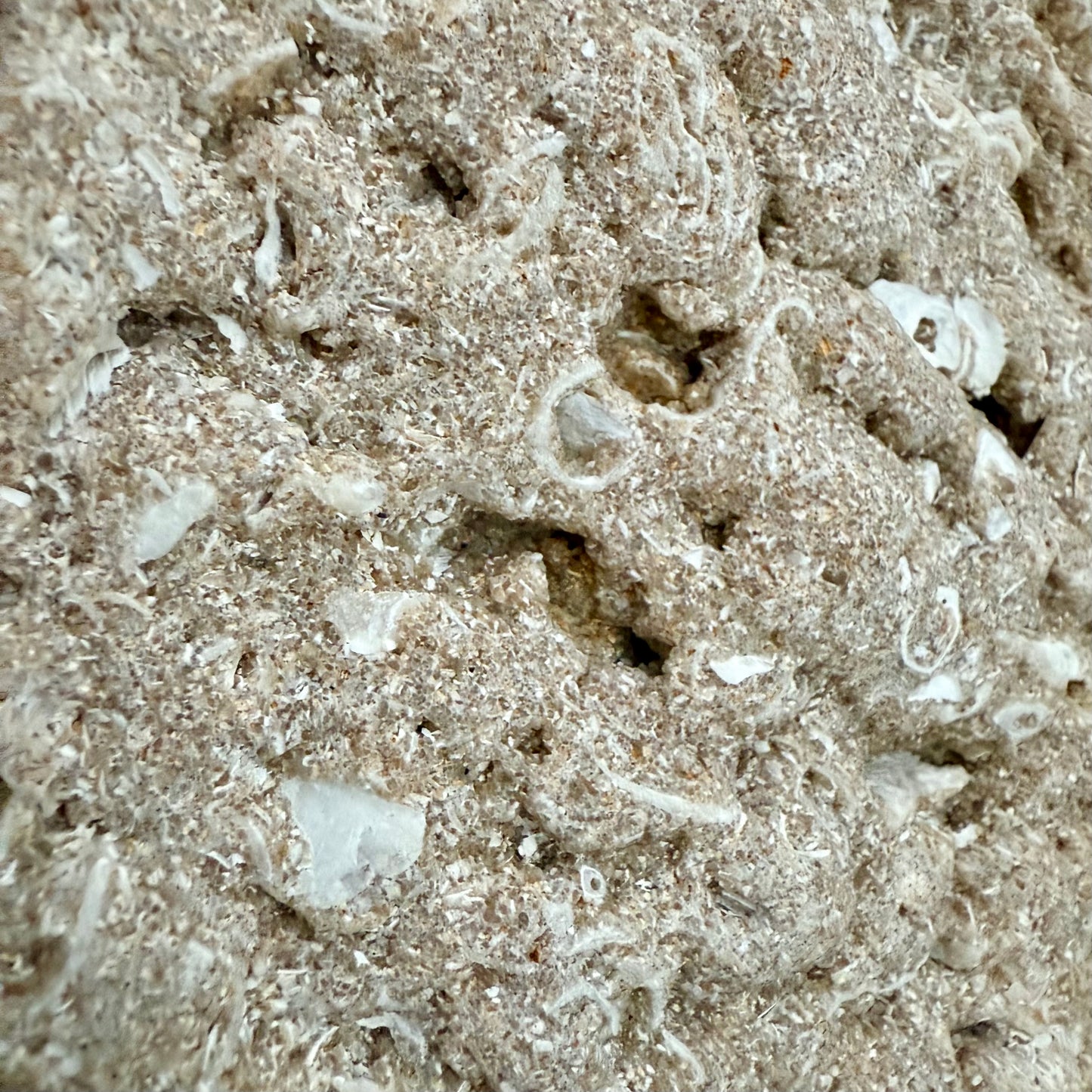 Coral Limestone Reef Rock – 1.3 lb Fossilized Shell Stone | Natural Coastal Formation