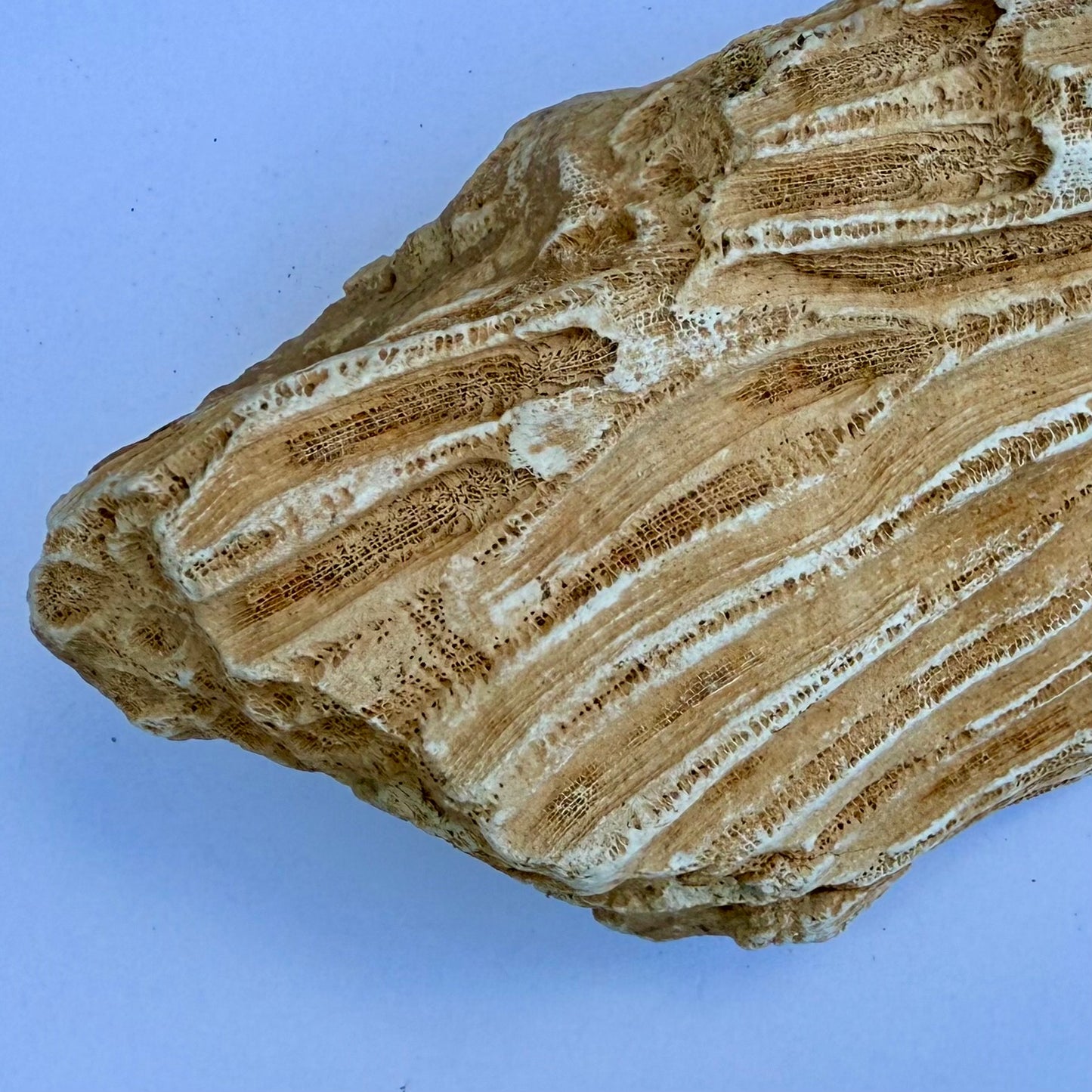 Fossilized Coral Specimen – 1.5 lb - Ancient Sea Stone