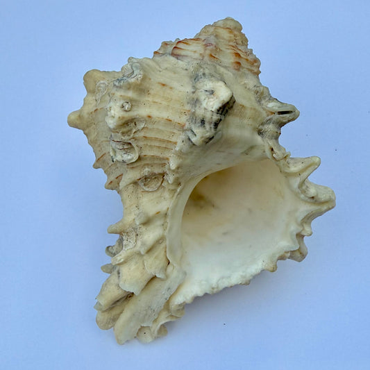 Knobbed Whelk Shell – 6.5 oz Natural Sea Shell | Coastal Décor & Ocean Collector’s Specimen