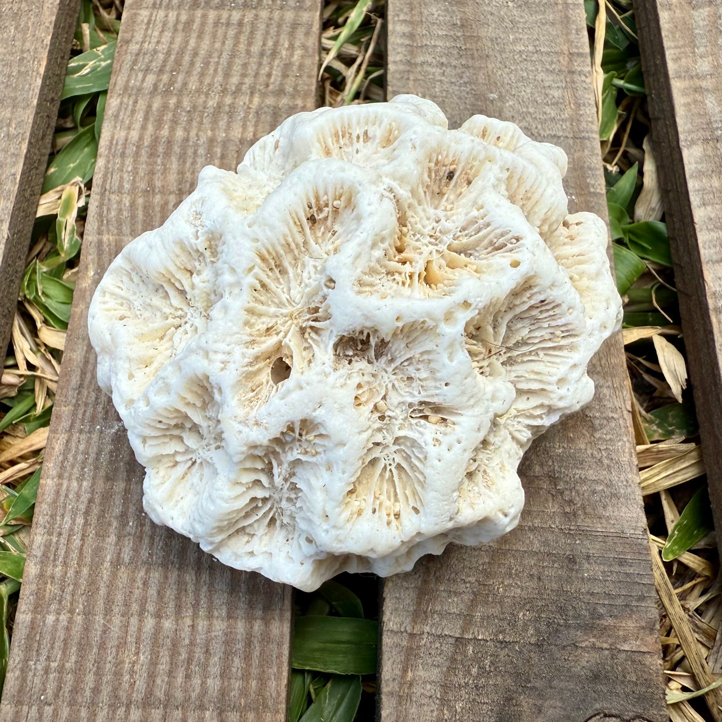Natural Coral Skeleton – 4.8 oz Star Coral | Sun-Bleached Ocean Specimen & Coastal Décor