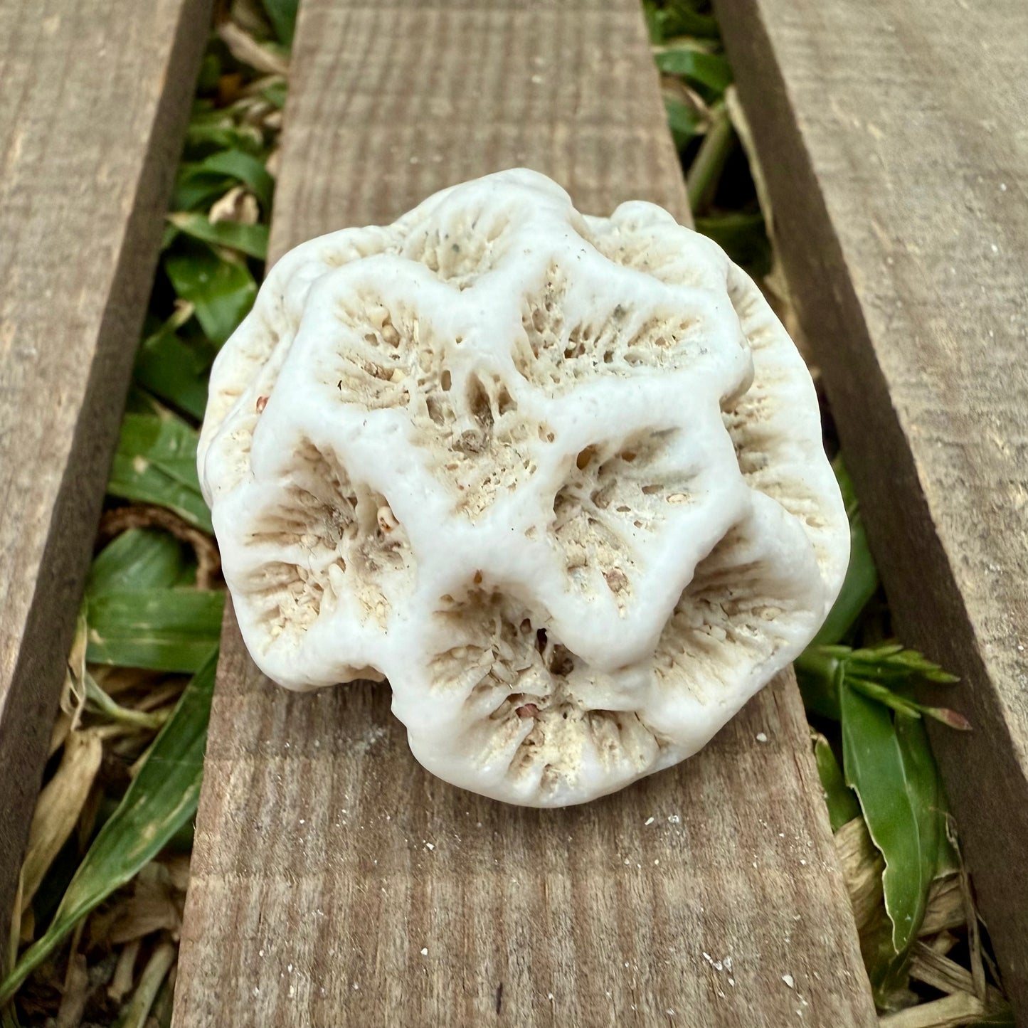 Mini Natural Coral Skeleton – 1.3 oz Star Coral | Sun-Bleached Ocean Specimen