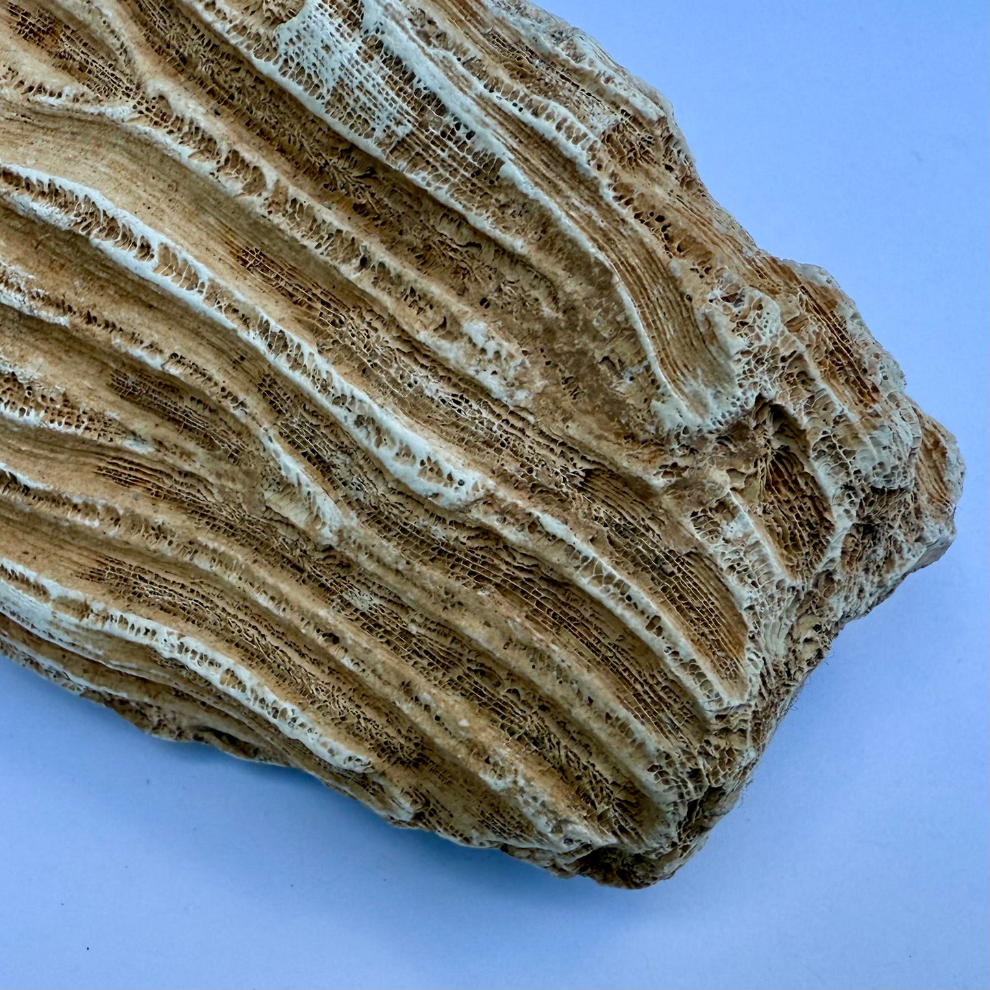 Fossilized Coral Specimen – 1.5 lb - Ancient Sea Stone