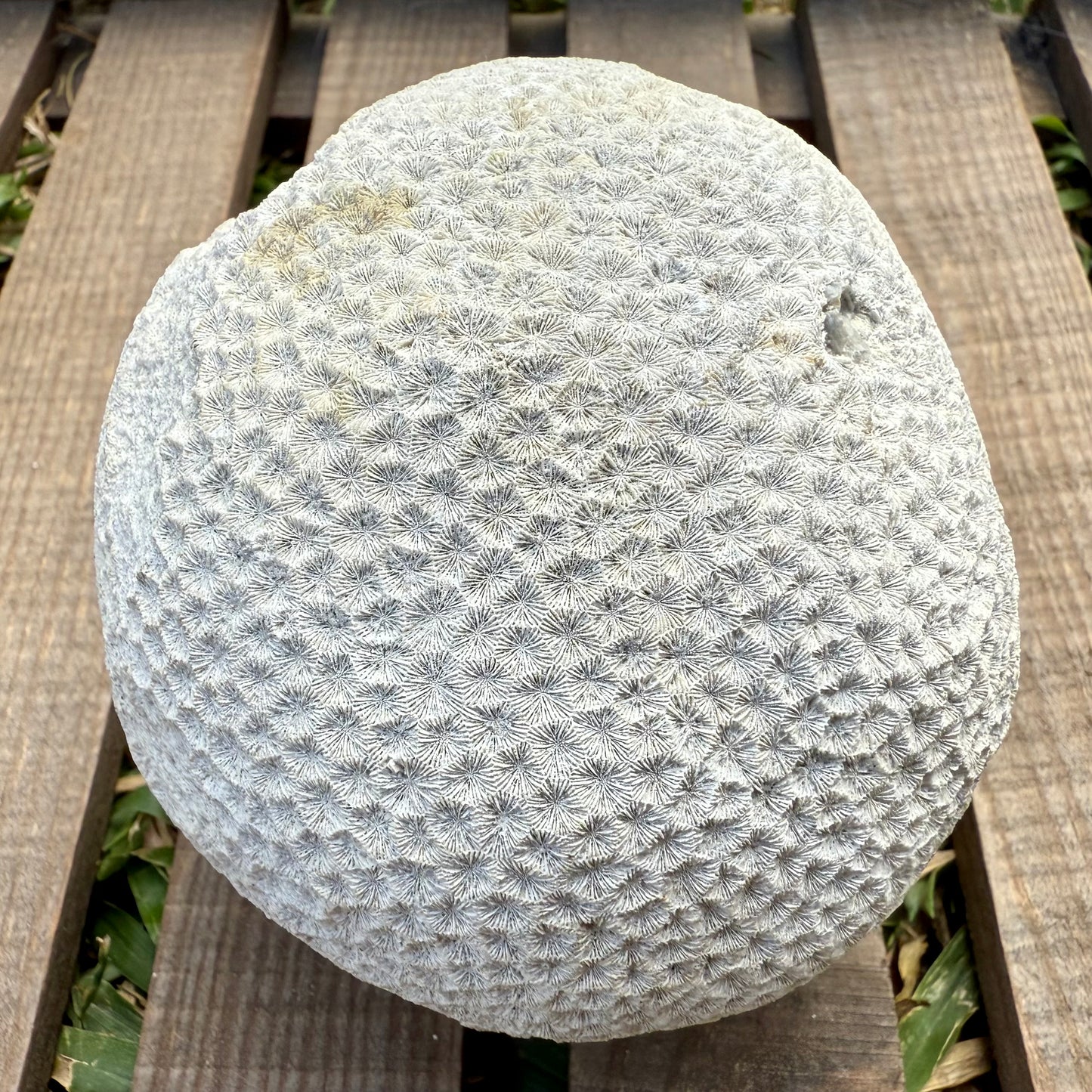 Fossilized Brain Coral – Ancient Ocean Stone (1.75 lb)