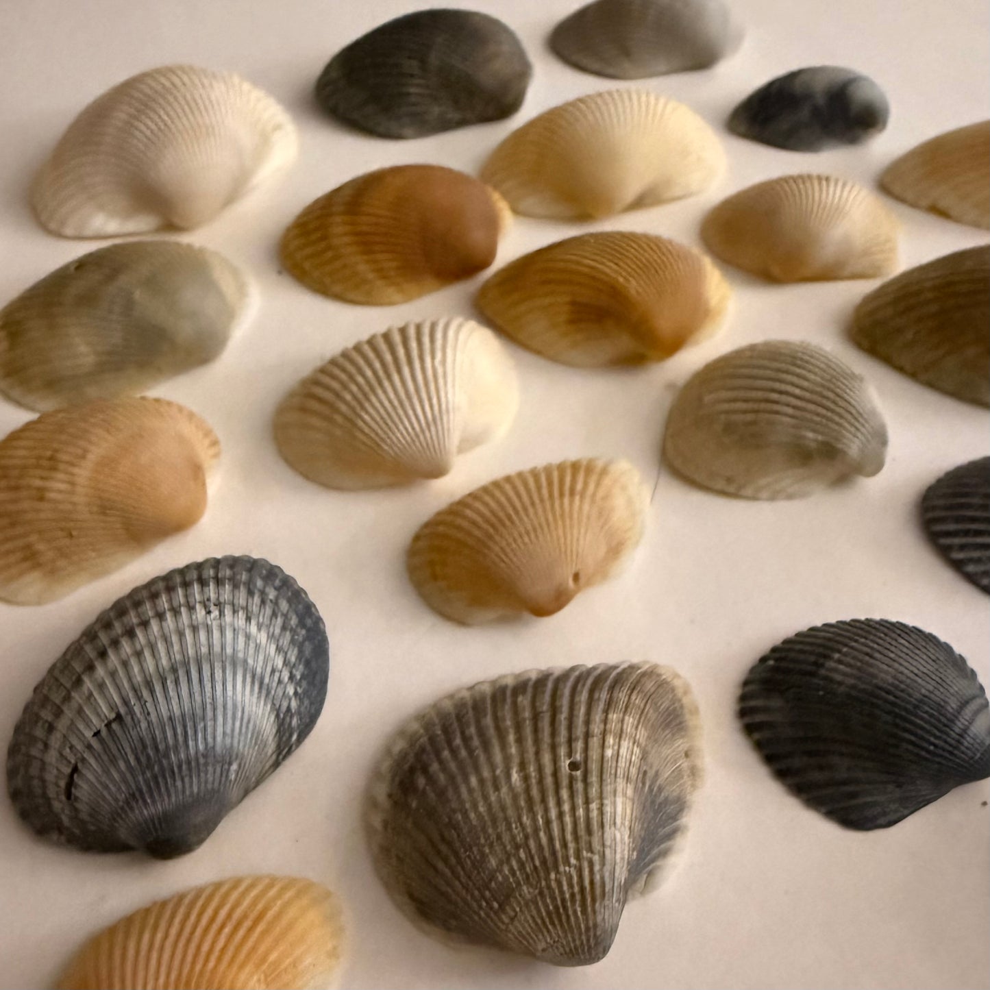 Florida Ark Shells - Bulk Assorted Mix - Coastal Craft and Decor