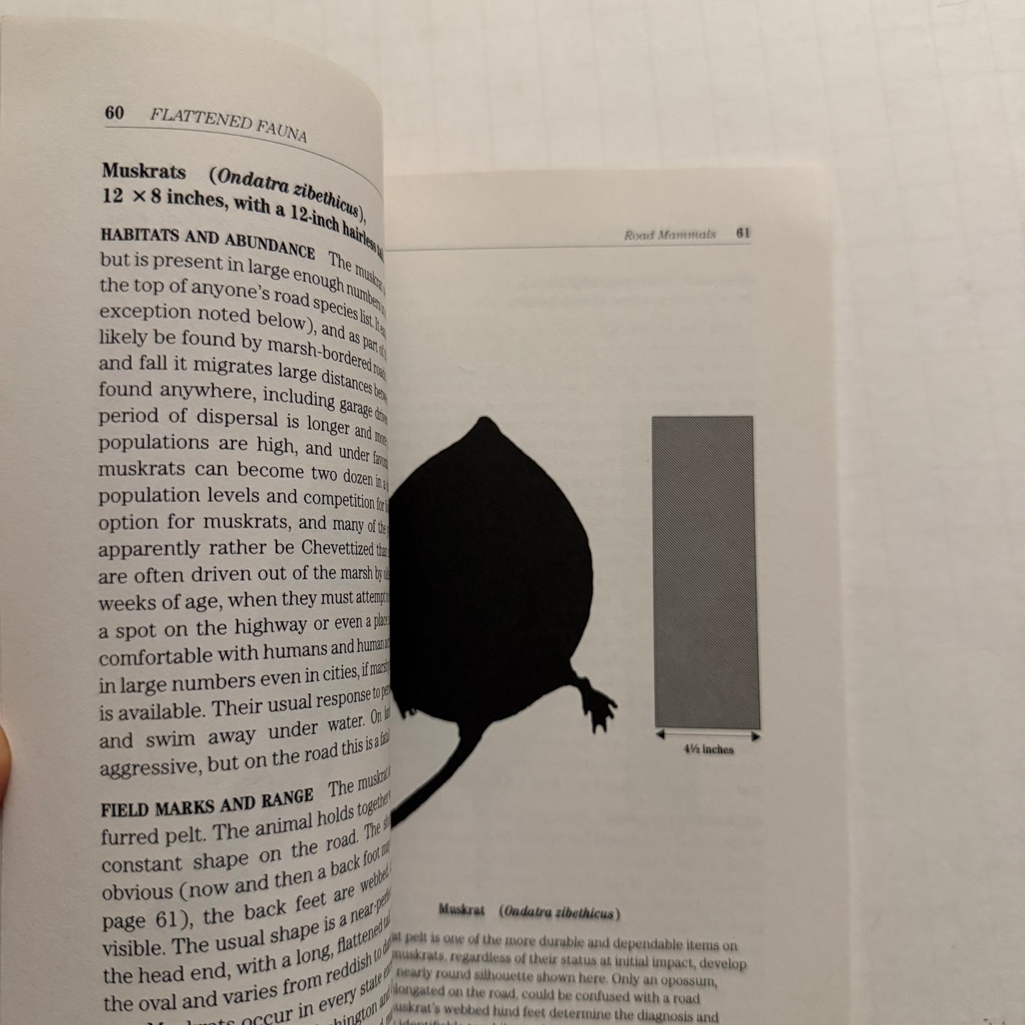 Flattened Fauna – A Field Guide to Common Animals of Roads, Streets & Highways | Roger M. Knutson