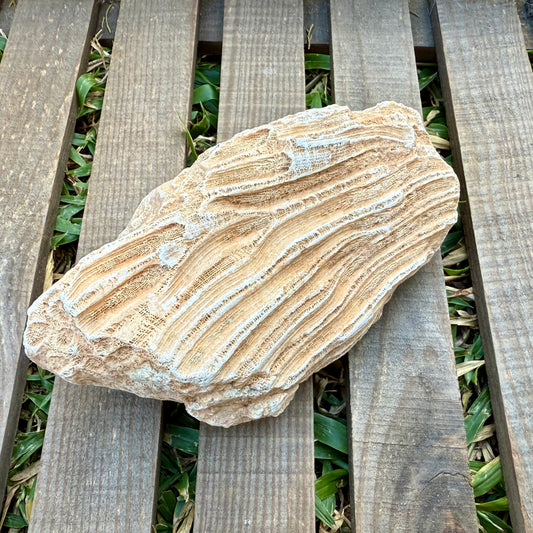 Fossilized Coral Specimen – 1.5 lb - Ancient Sea Stone