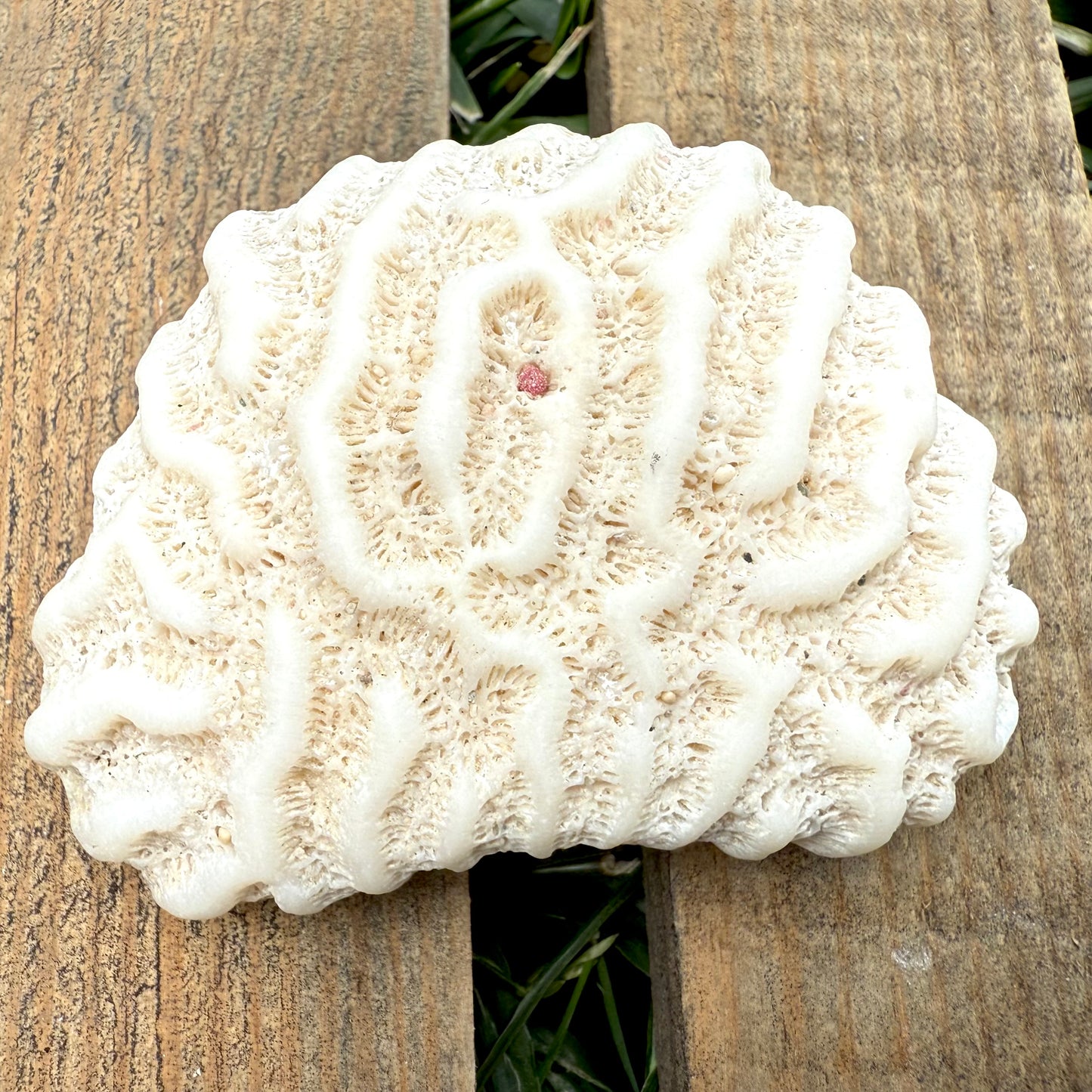 Natural Brain Coral Skeleton – 2.3 oz Fossil-Like Ocean Specimen | Coastal Décor & Collector Piece