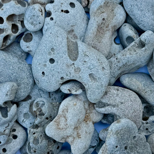 Natural Hag Stones – 1.75 lb Lot of Holey Stones | Beach-Worn Lucky Stones from the Sea
