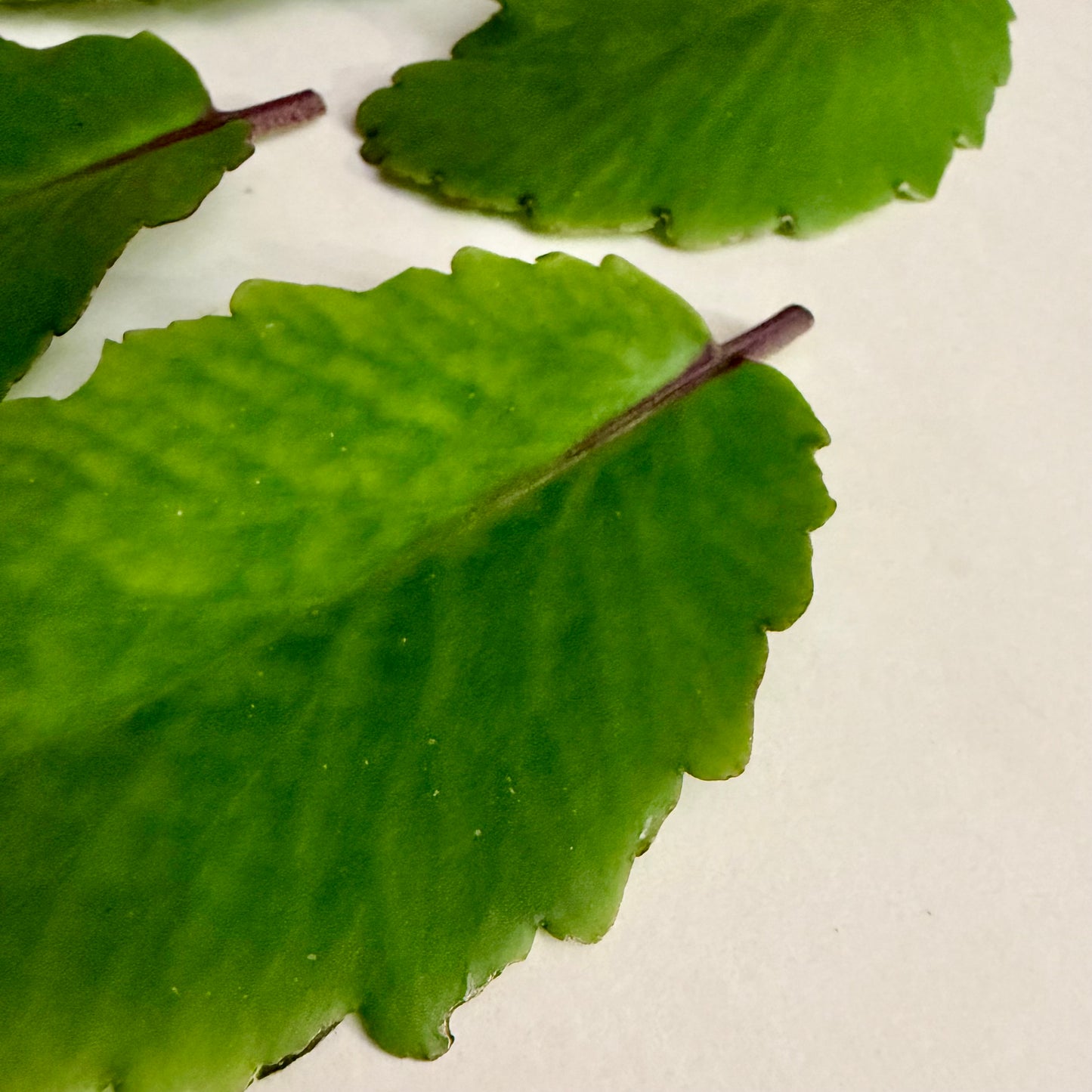 Fresh Leaf of Life Cuttings (Miracle Leaf/Kalanchoe)