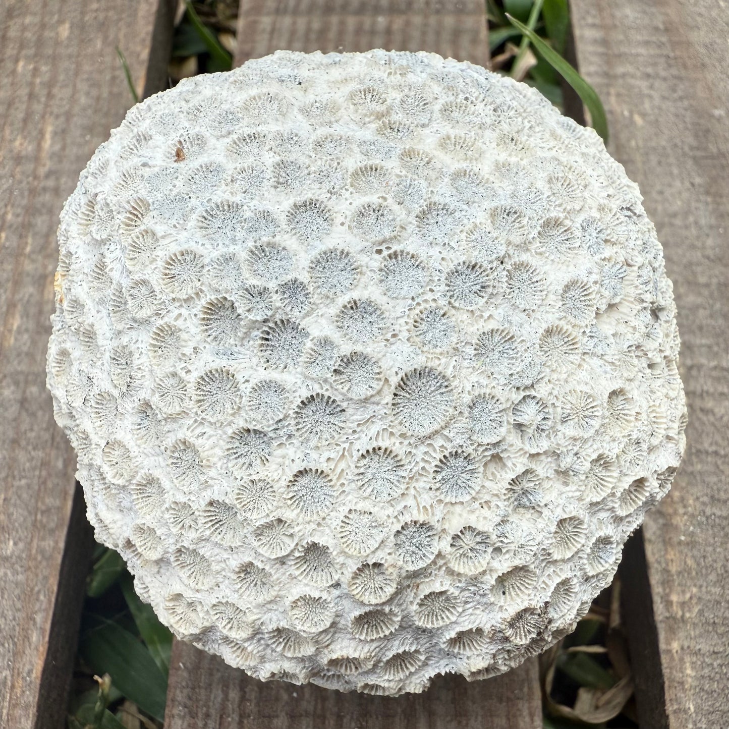 Mini Fossilized Brain Coral – 3 oz Natural Reef Fossil
