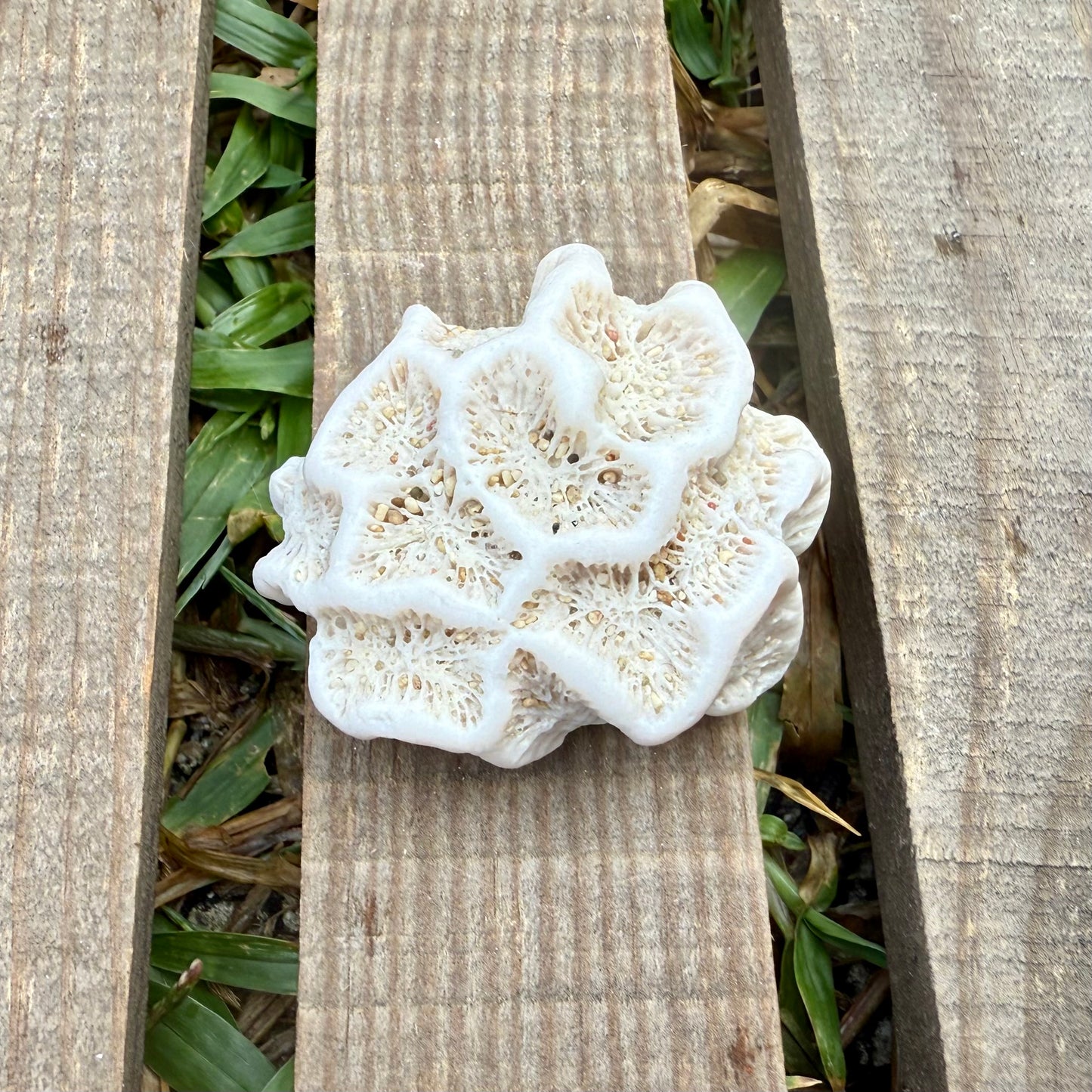Star Coral Cluster – 1.4 oz Natural Reef Skeleton | Coastal Décor & Ocean Specimen