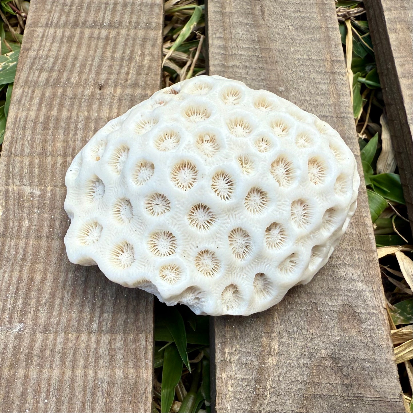 Mini Natural Coral Skeleton – 2.8 oz Star Coral | Sun-Bleached Ocean Specimen