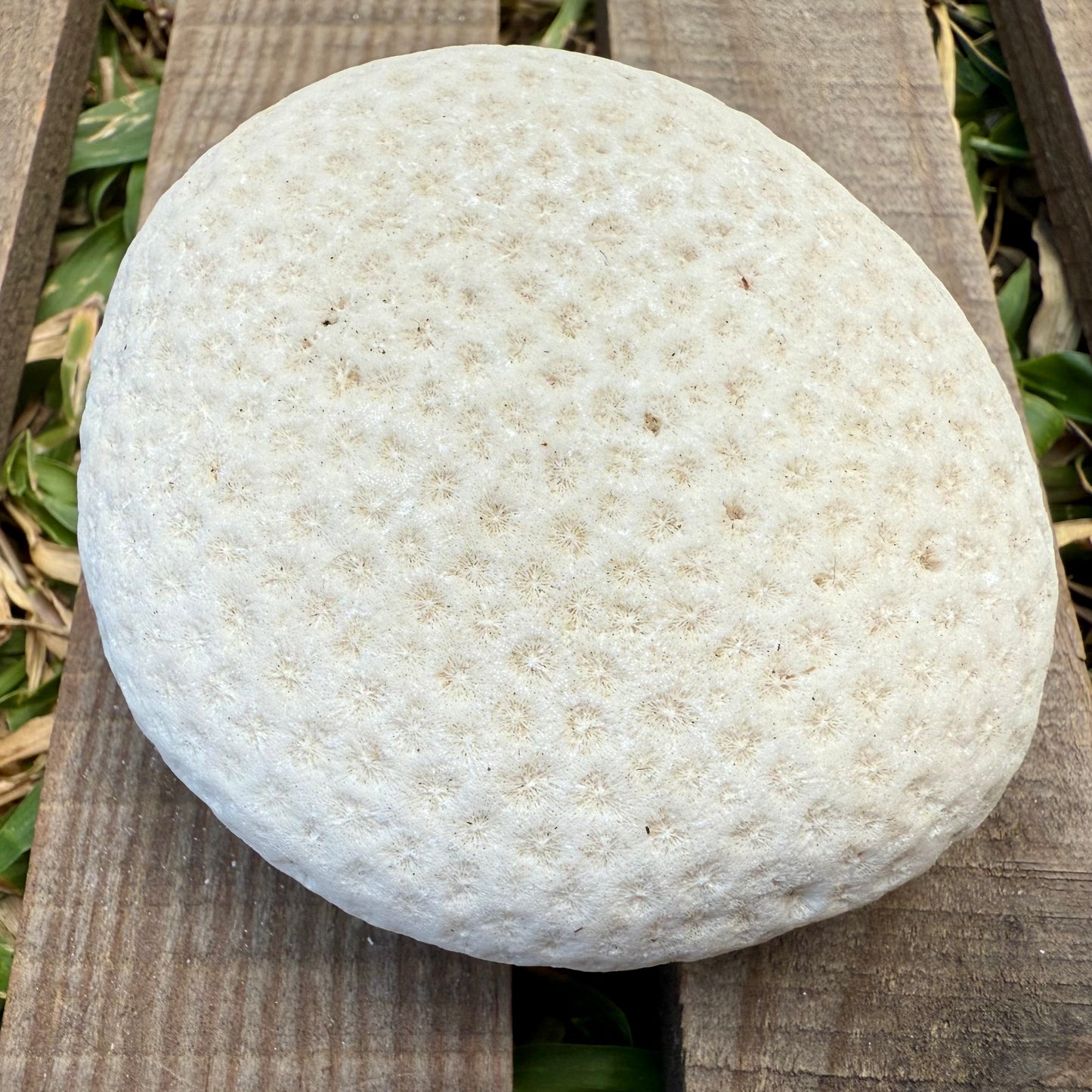 Natural Coral Skeleton – 6.3 oz Sun-Bleached Star Coral | Coastal Décor & Ocean Specimen