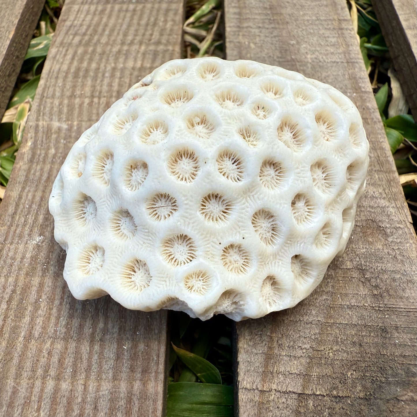 Mini Natural Coral Skeleton – 2.8 oz Star Coral | Sun-Bleached Ocean Specimen