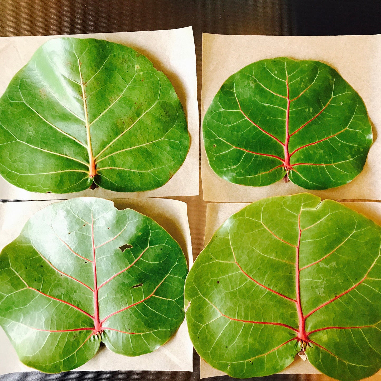 12 Fresh Sea Grape Leaves — Harvested to Order from Florida’s Coast