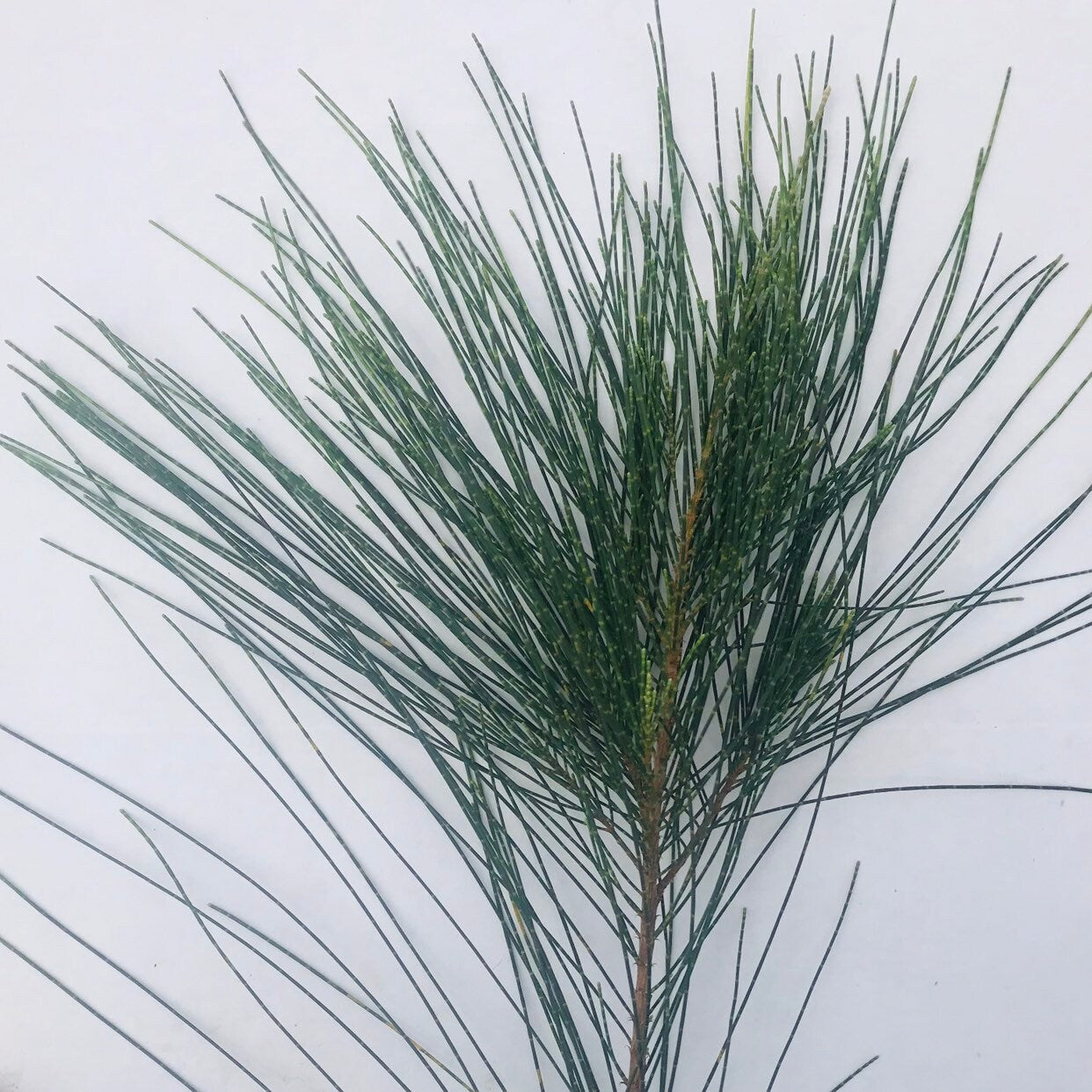 Casuarina equisetifolia Branch Cuttings