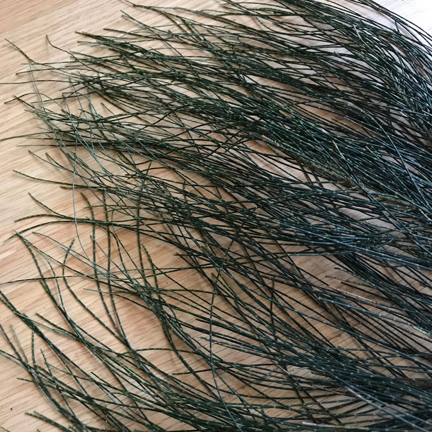 Casuarina equisetifolia Branch Cuttings