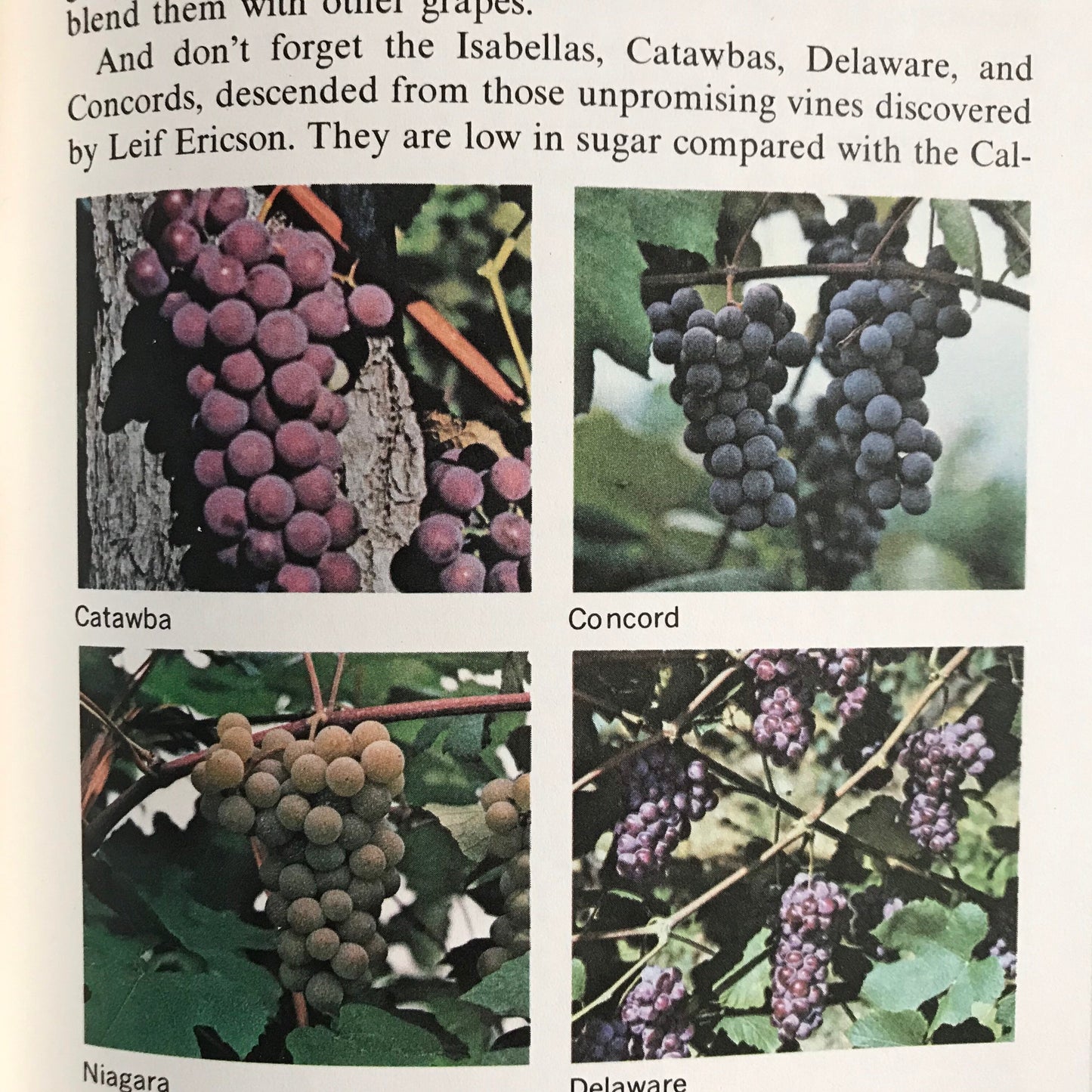 Step by Step Winemaking (used)