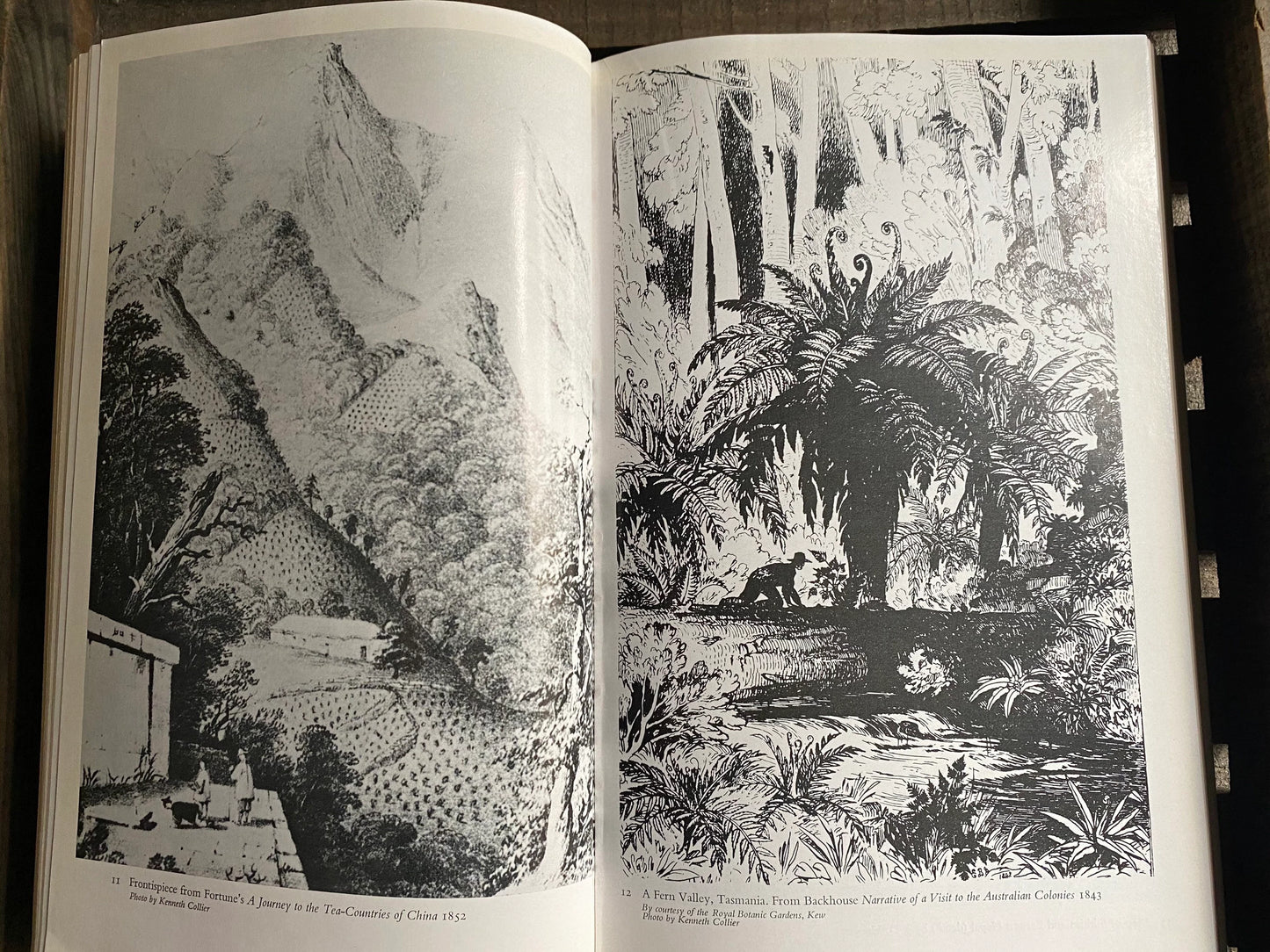 The Plant Hunters (used)
