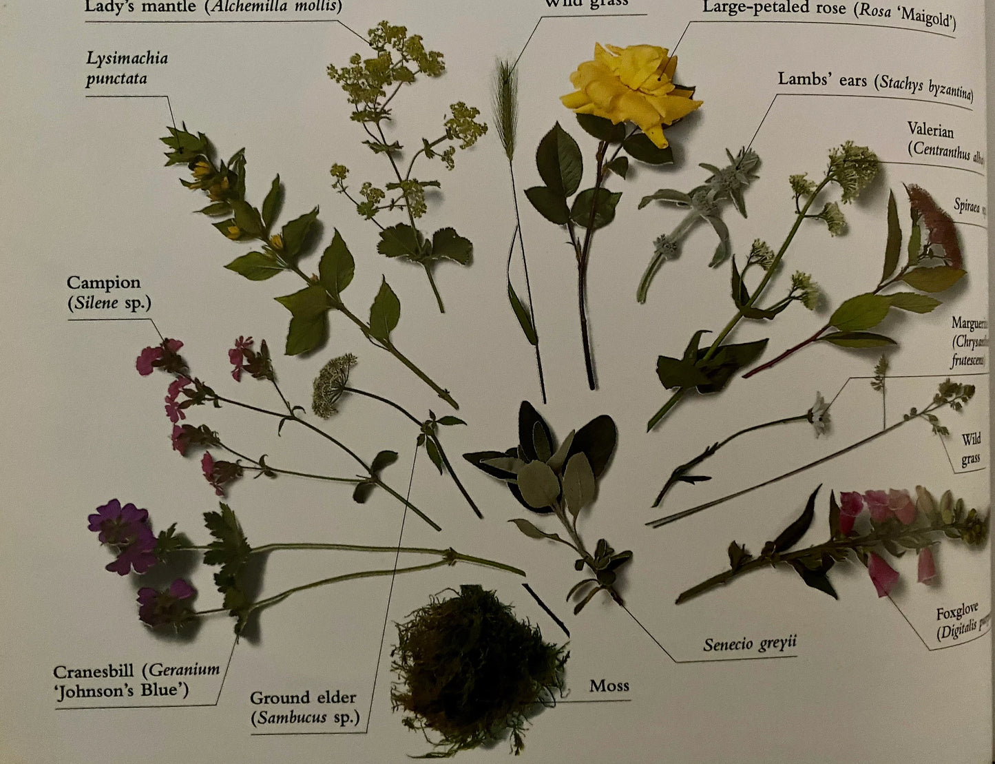 Flower Craft (used)