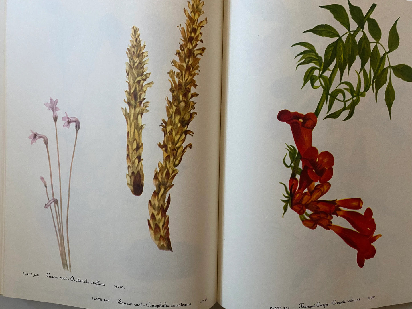 Wild Flowers of America (used)